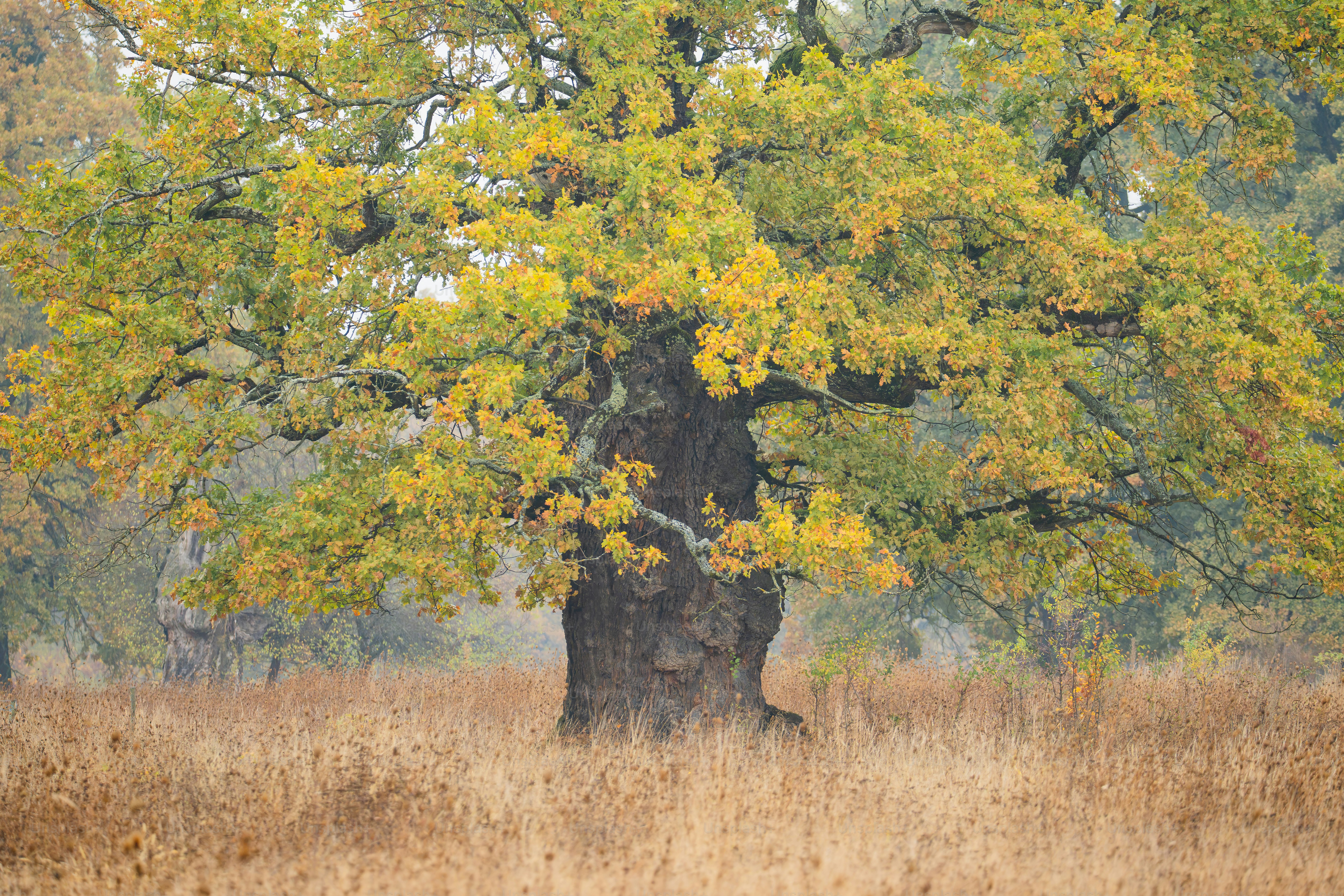 Ancient oak tree in Sighișoara - Photo on Unsplash+