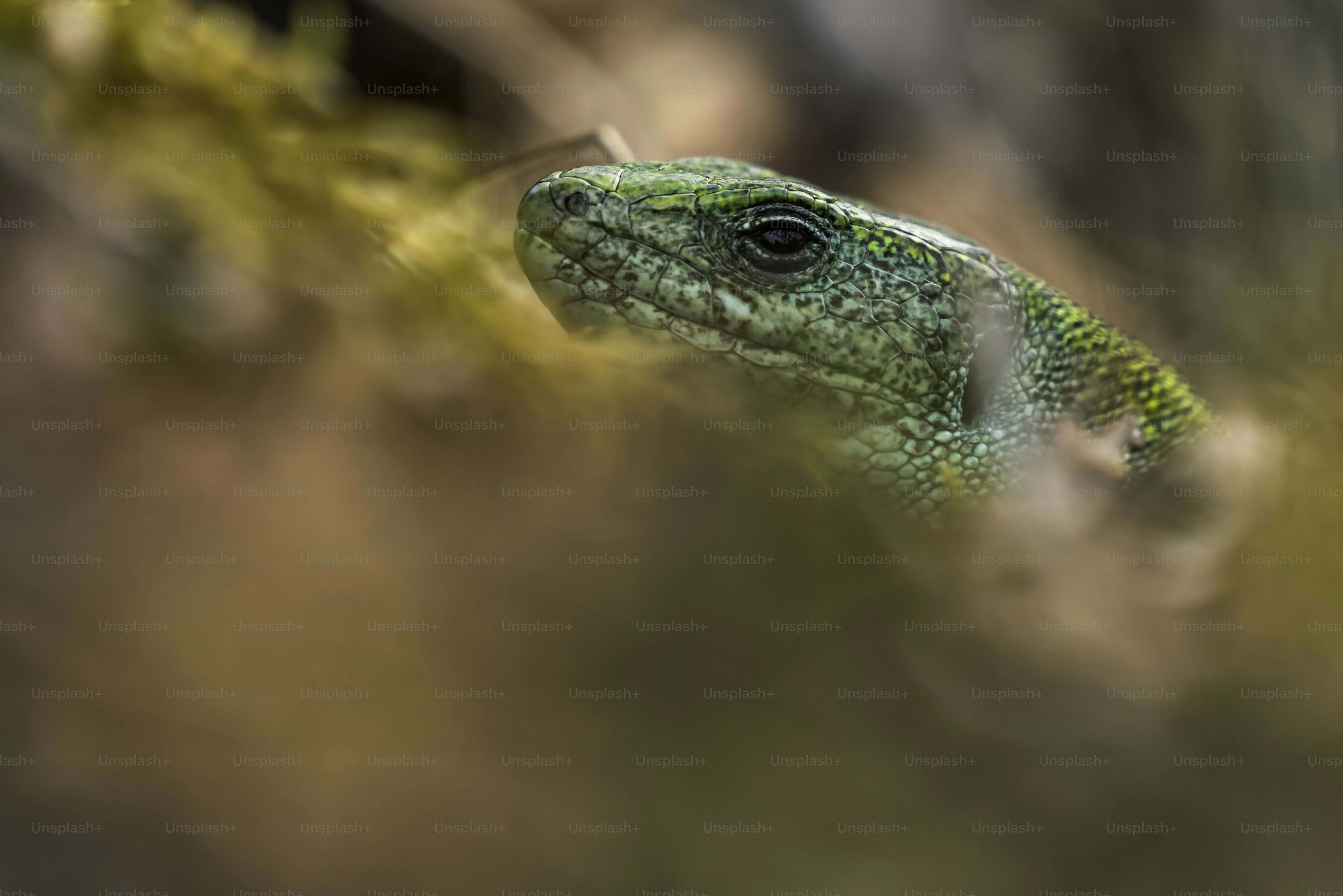 Green sand lizard in golden moss - Photo on Unsplash+