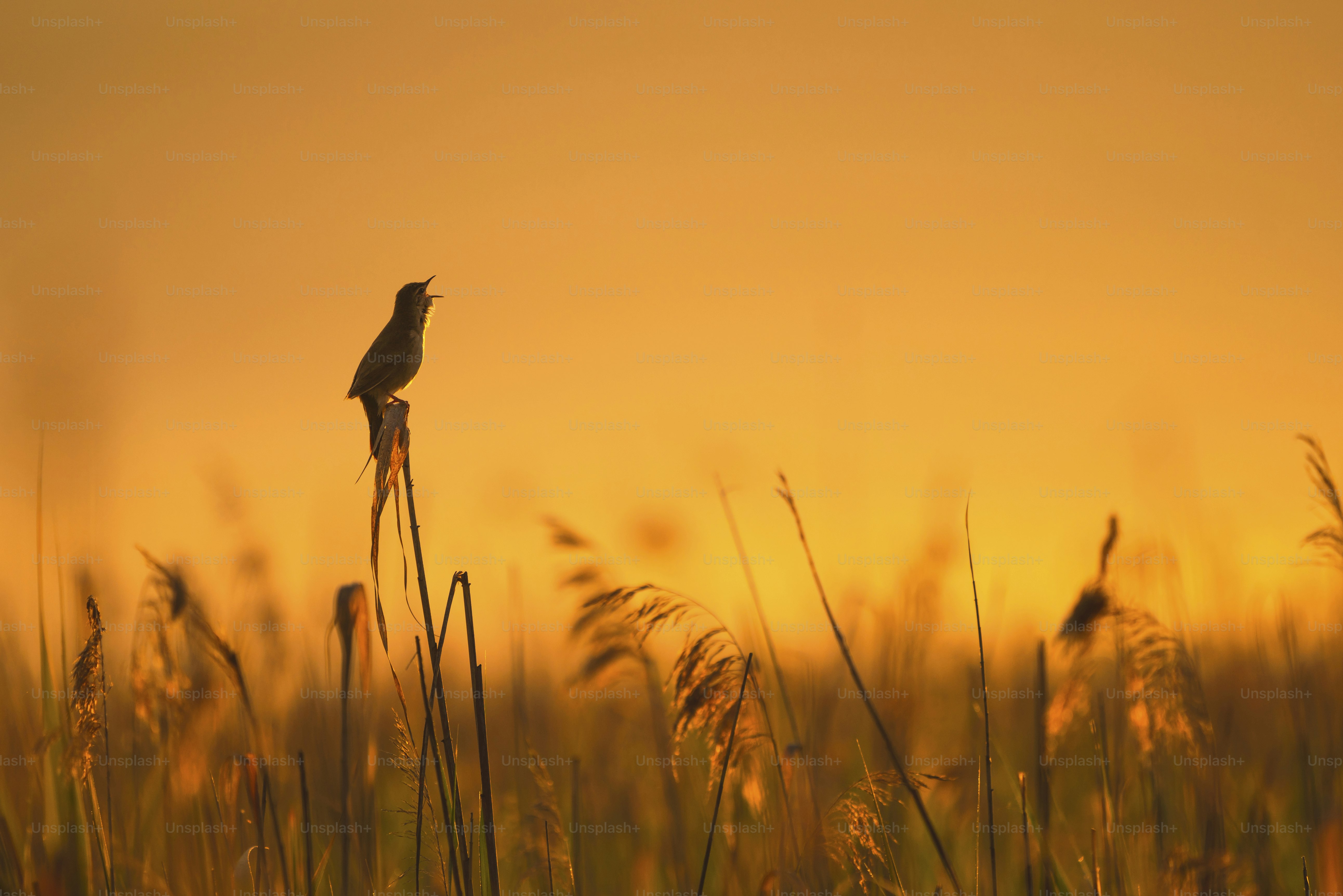 Bird singing on reed at golden hour - Photo on Unsplash+