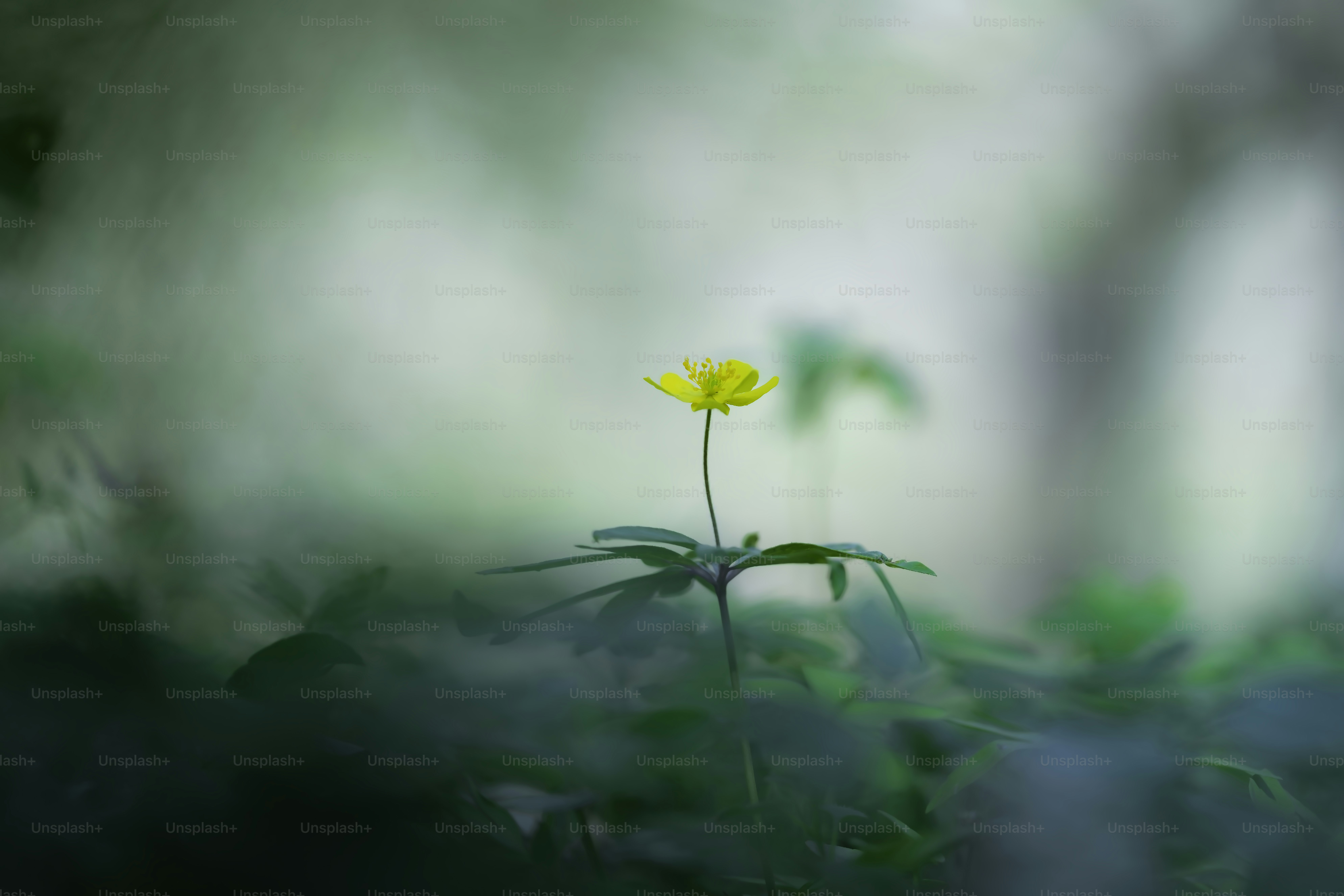 Pine tree in misty forest - Photo on Unsplash+