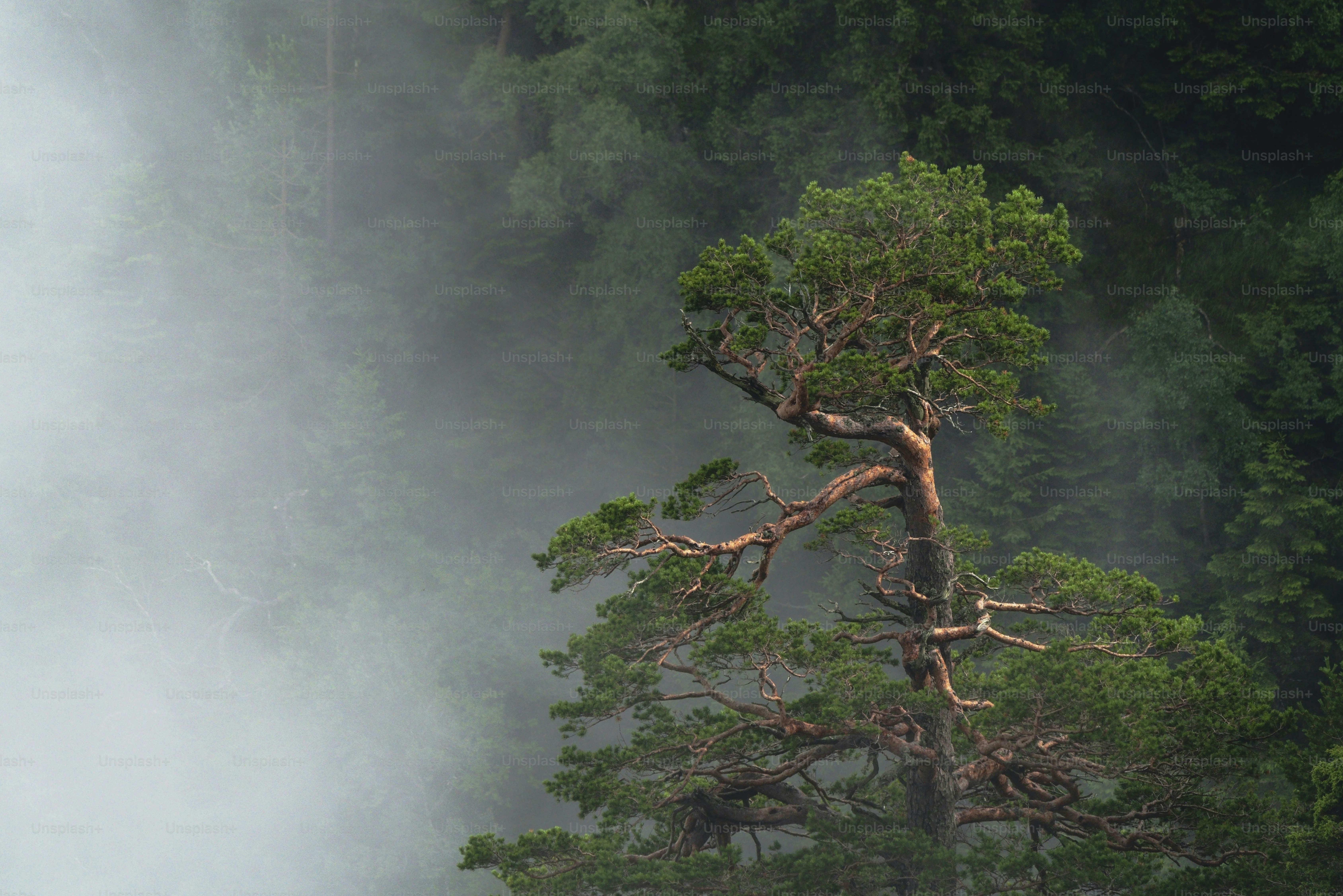 Pine tree in misty forest - Photo on Unsplash+