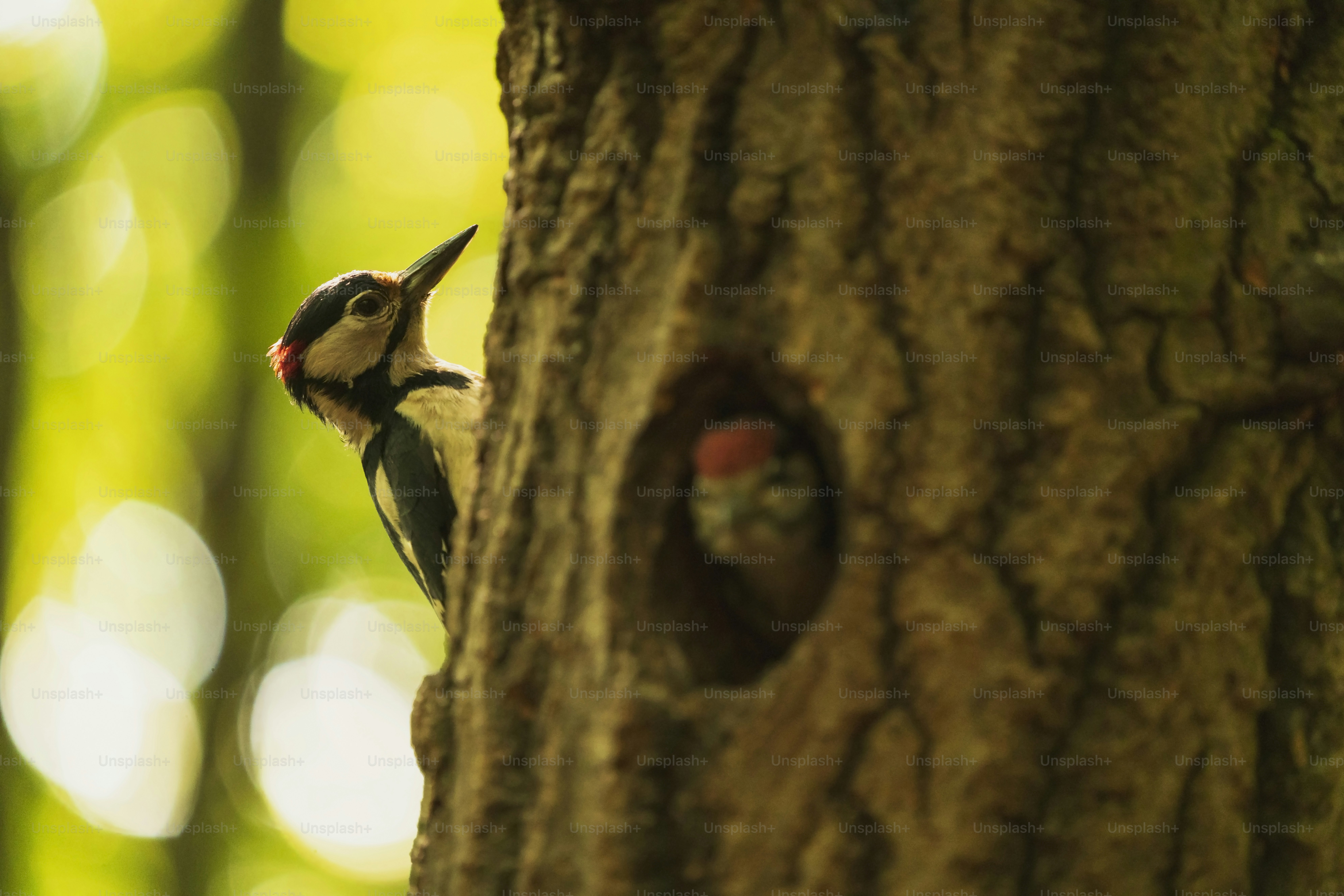 Woodpecker in tree trunk hole - Photo on Unsplash+