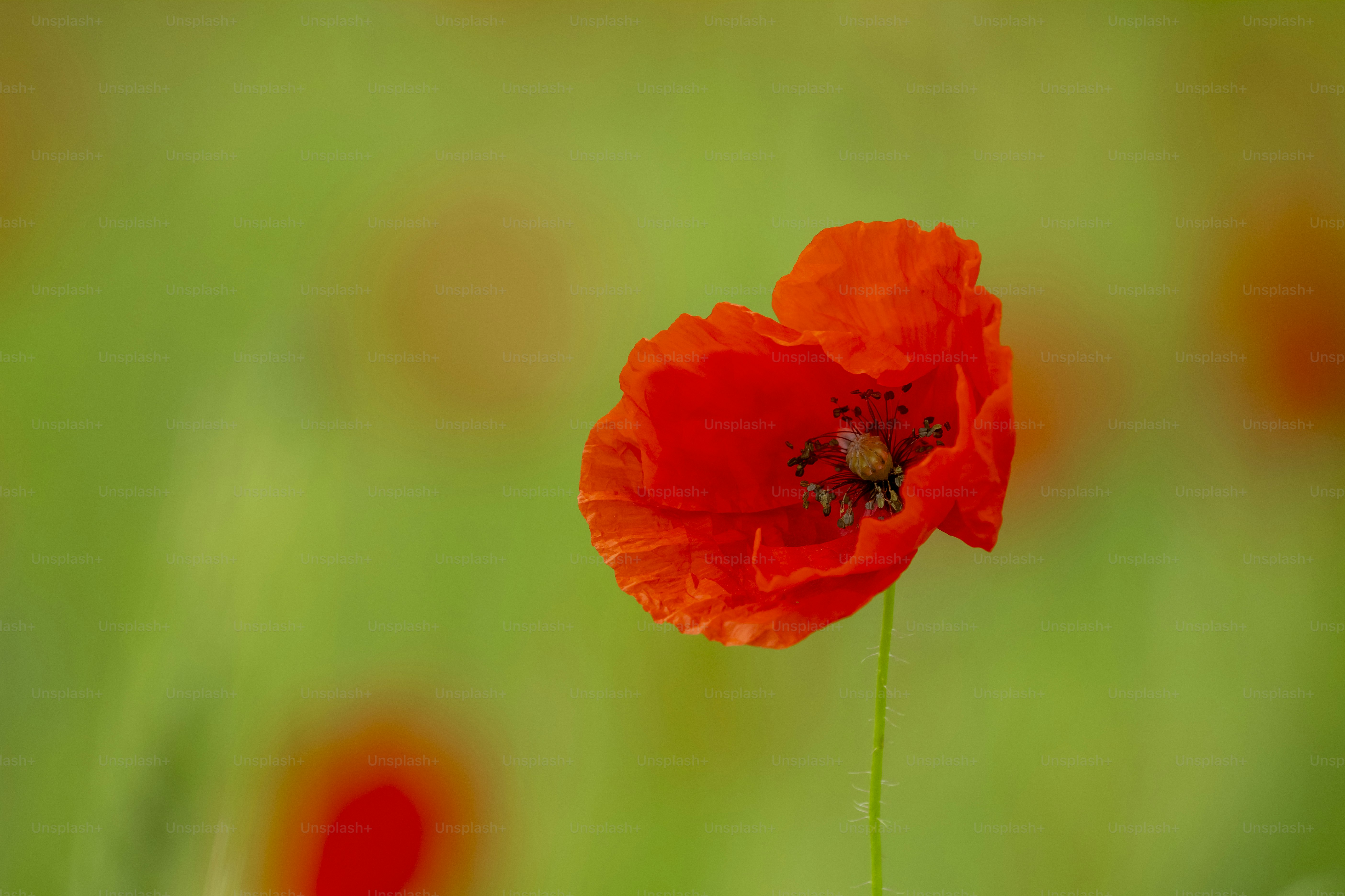 Red poppy flower in green field - Photo on Unsplash+