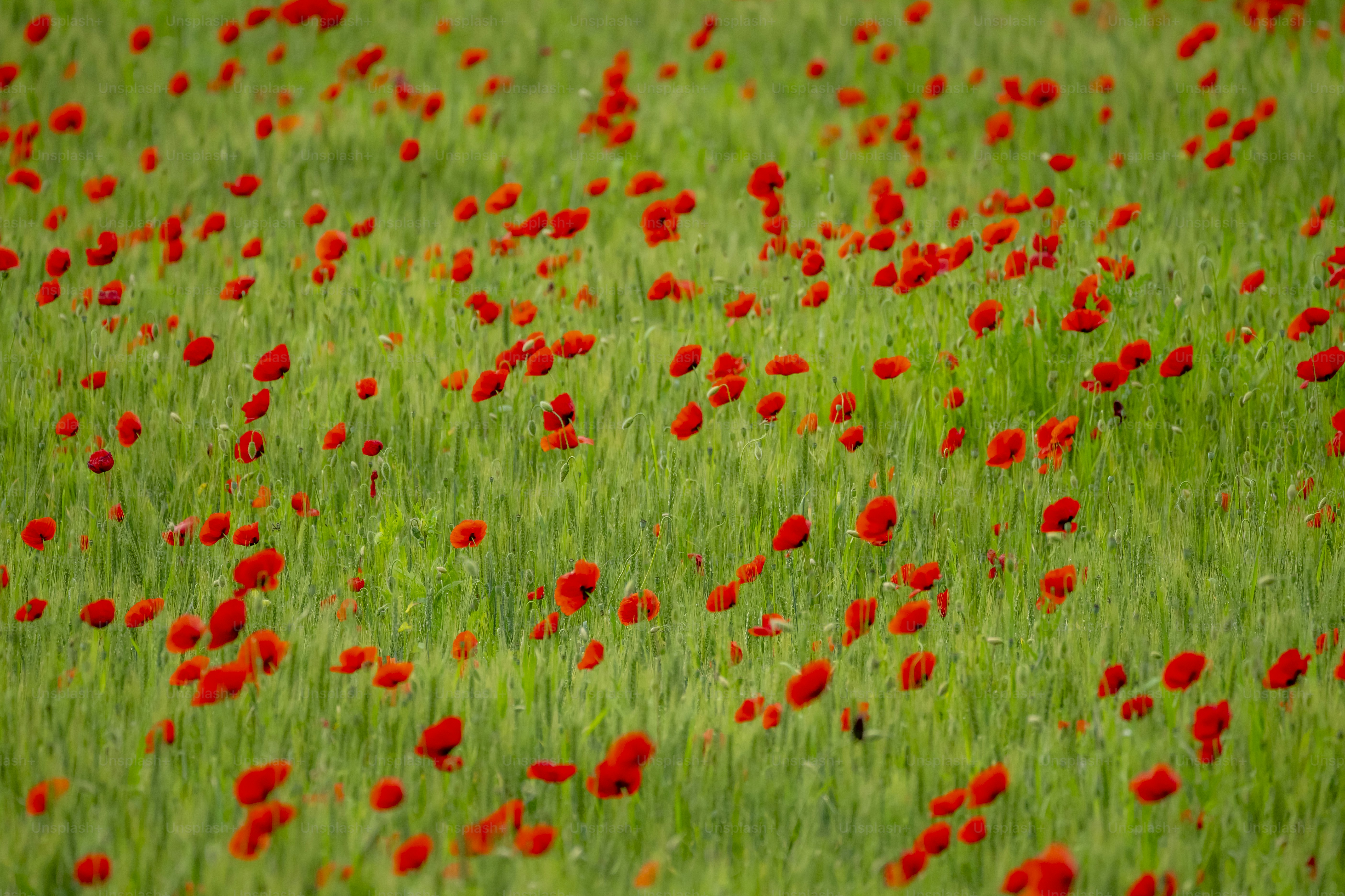 Red poppy flower in green field - Photo on Unsplash+