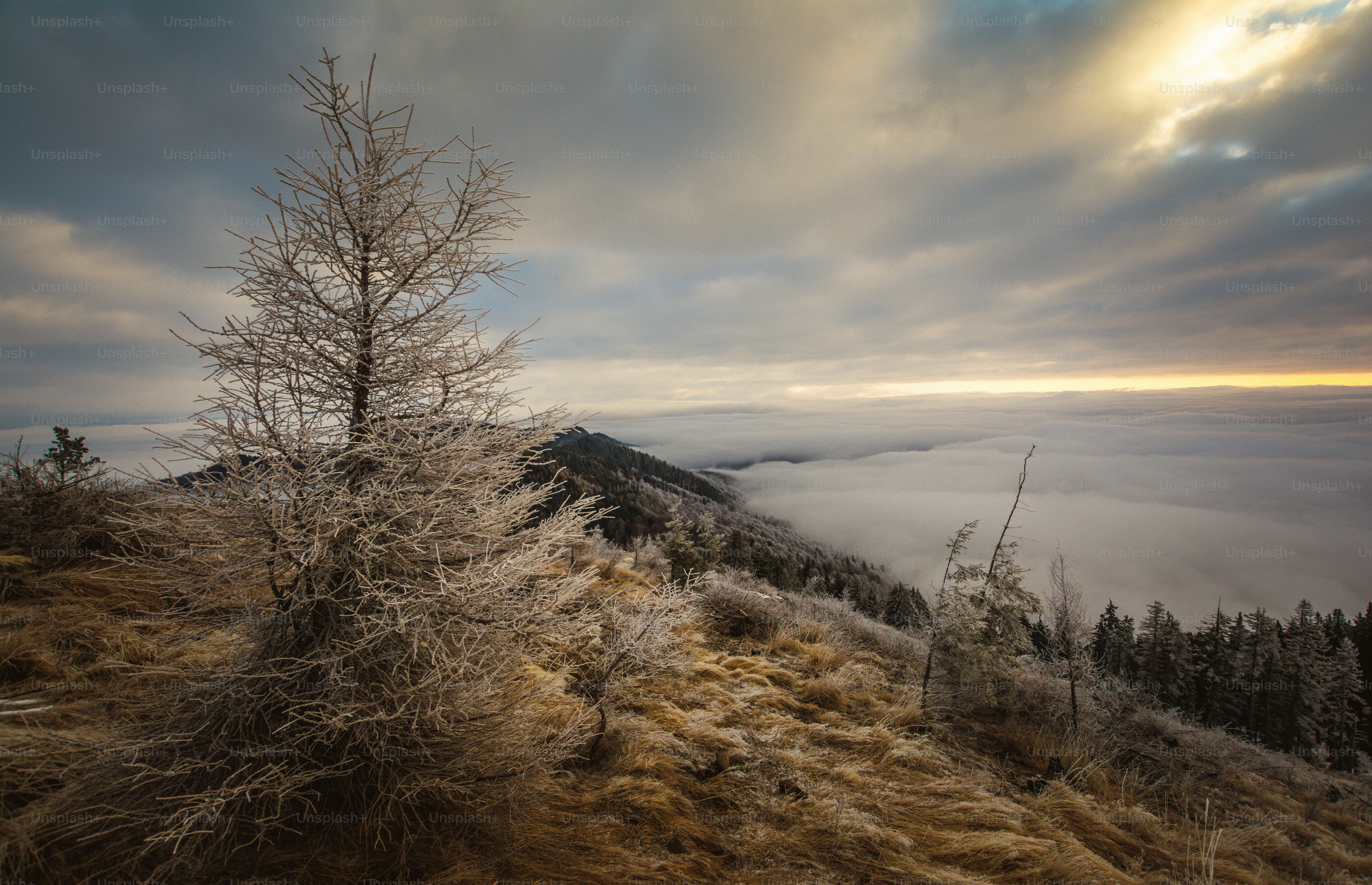 Frosty tree on mountain slope - Photo on Unsplash+