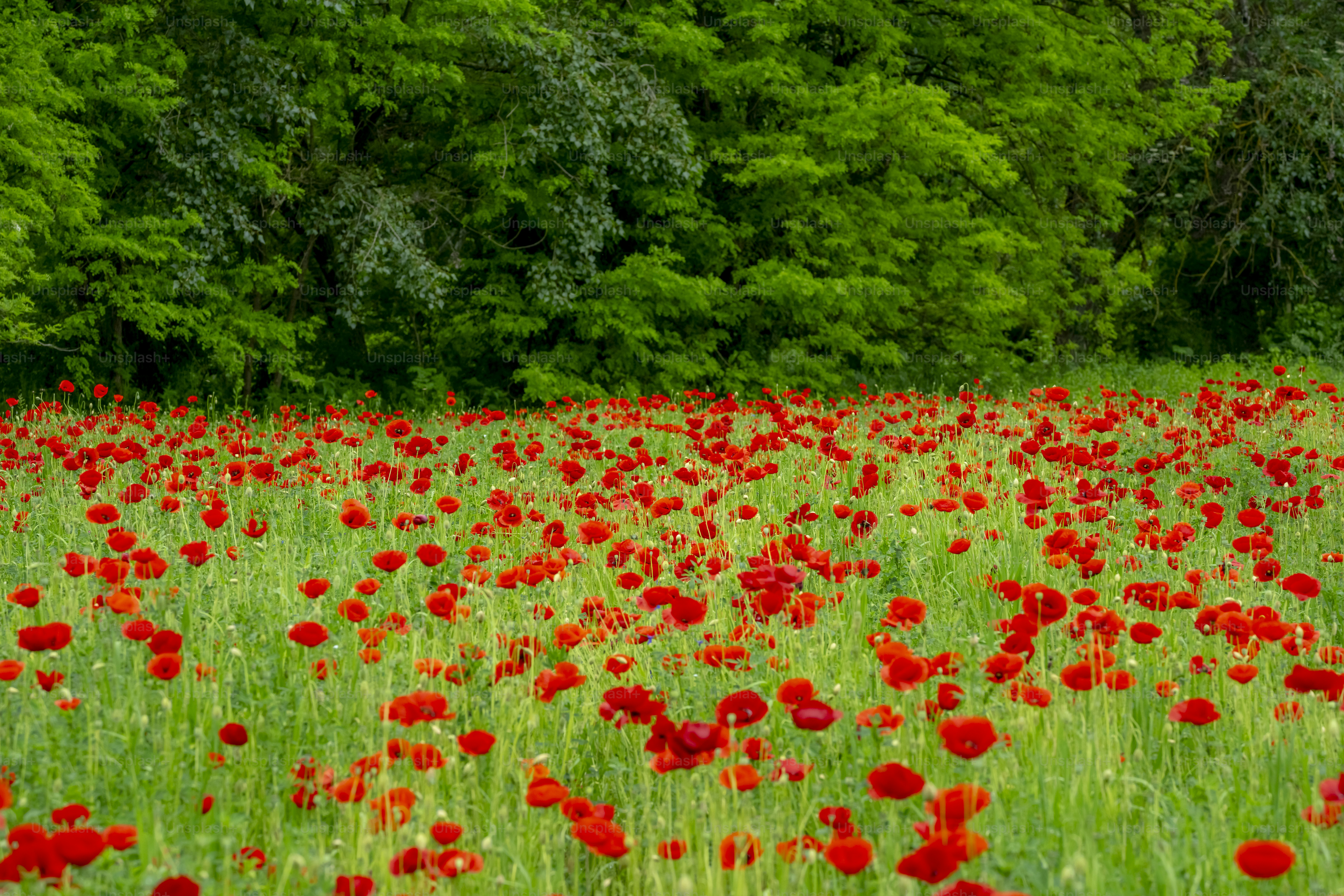 Red poppy flower in green field - Photo on Unsplash+