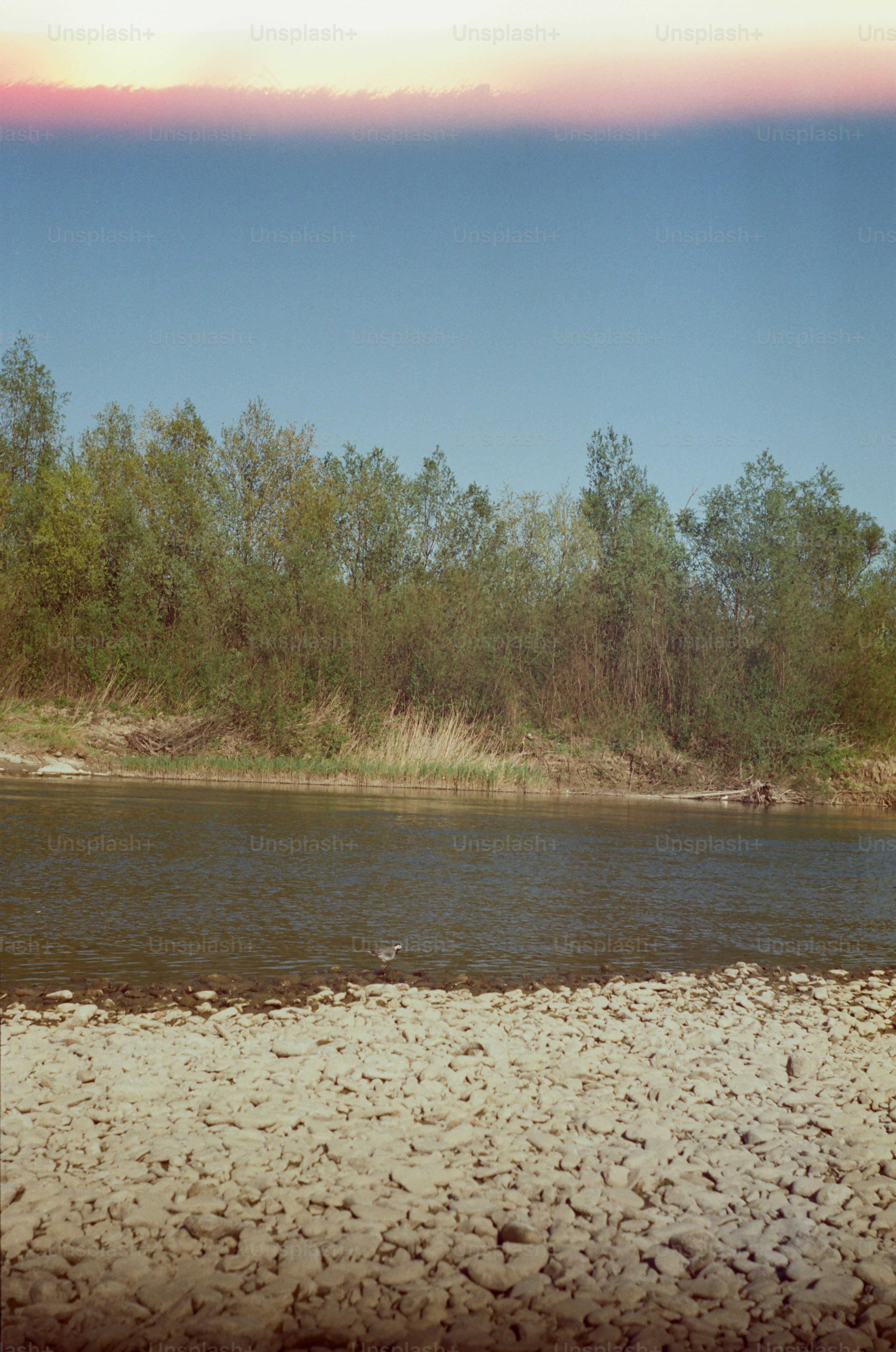 Bird on rocky riverbank - Photo on Unsplash+