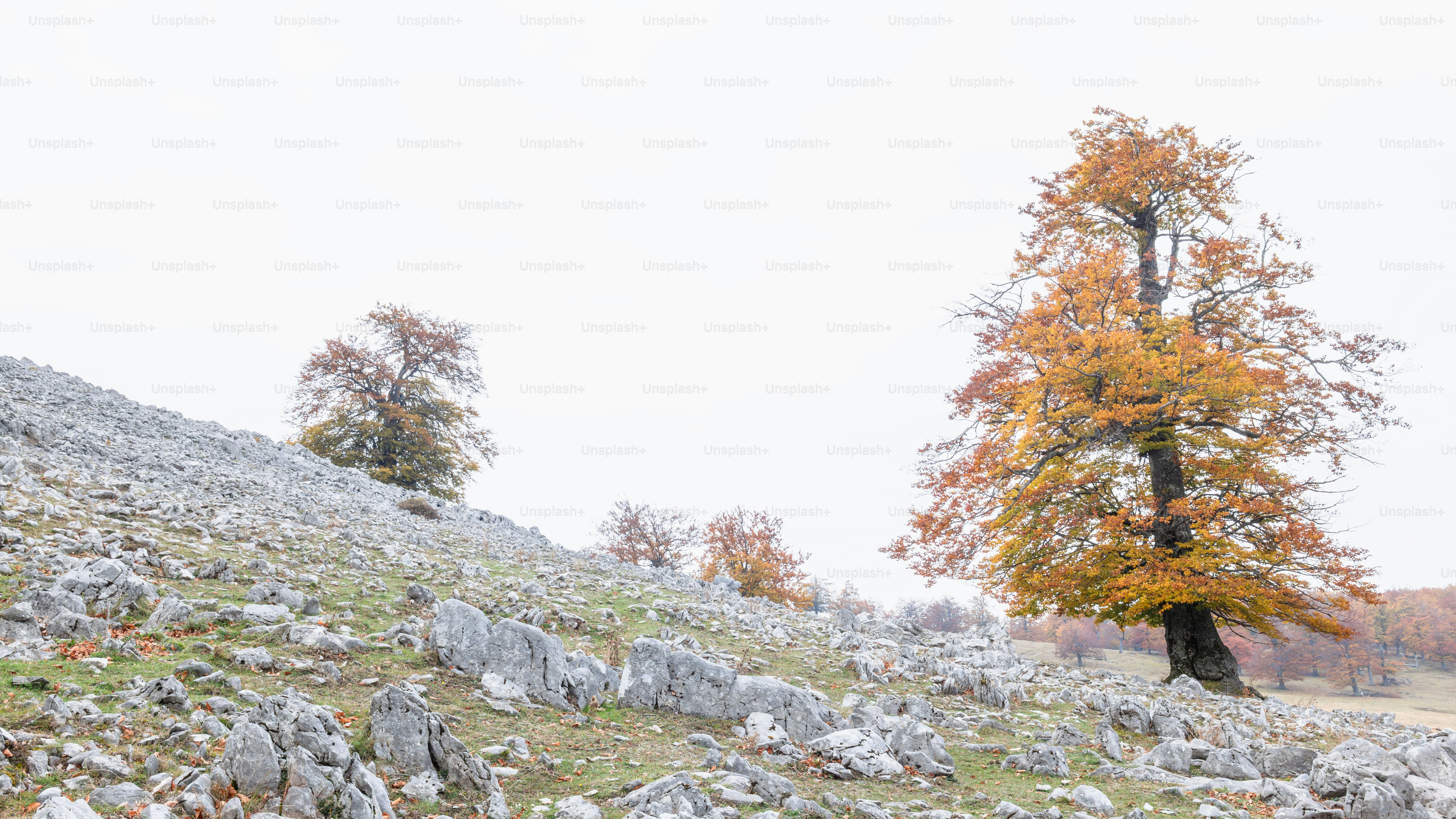 Beech forest in autumn in Romania - Photo on Unsplash+
