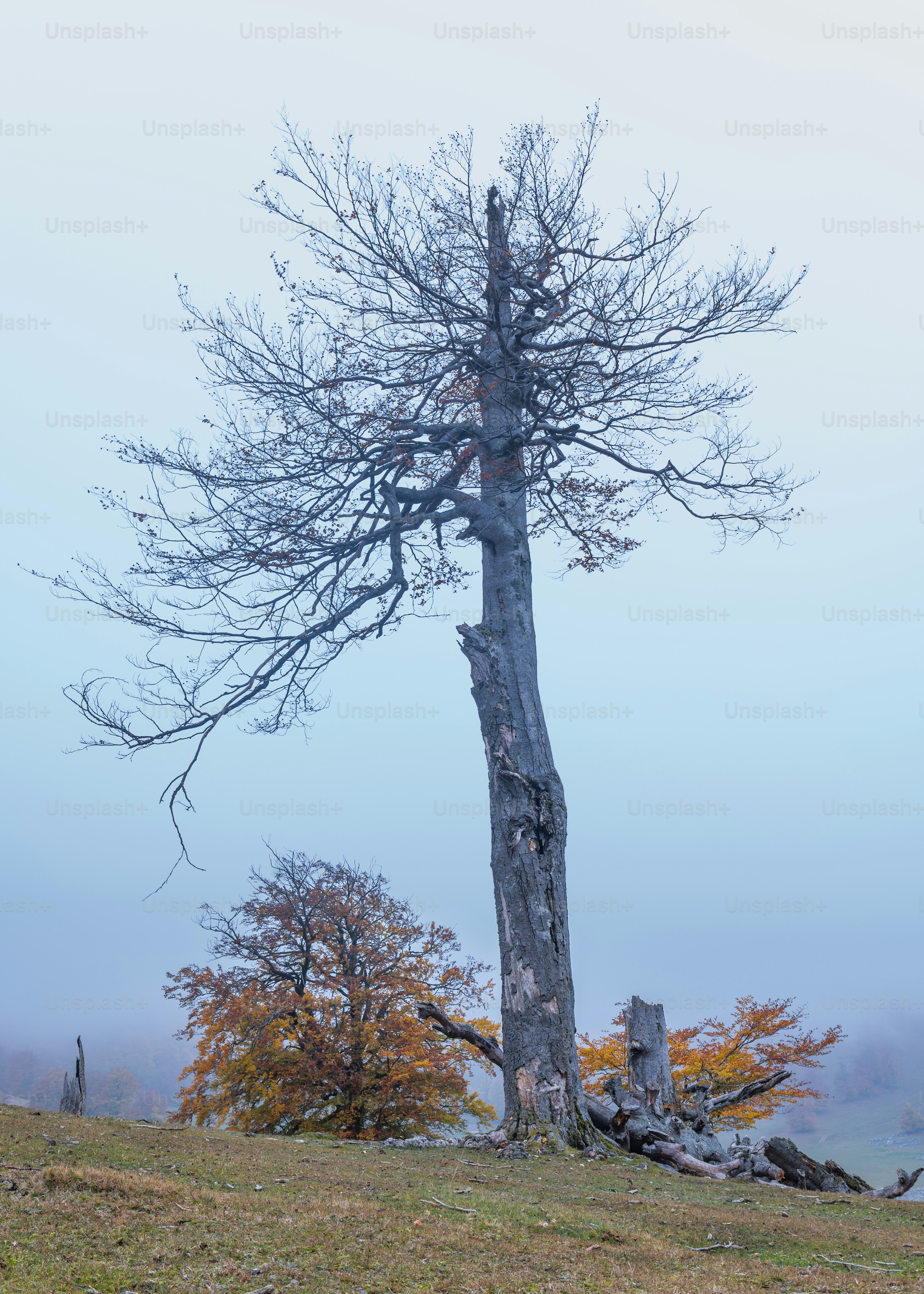 Bare tree on misty Carpathian hillside - Photo on Unsplash+
