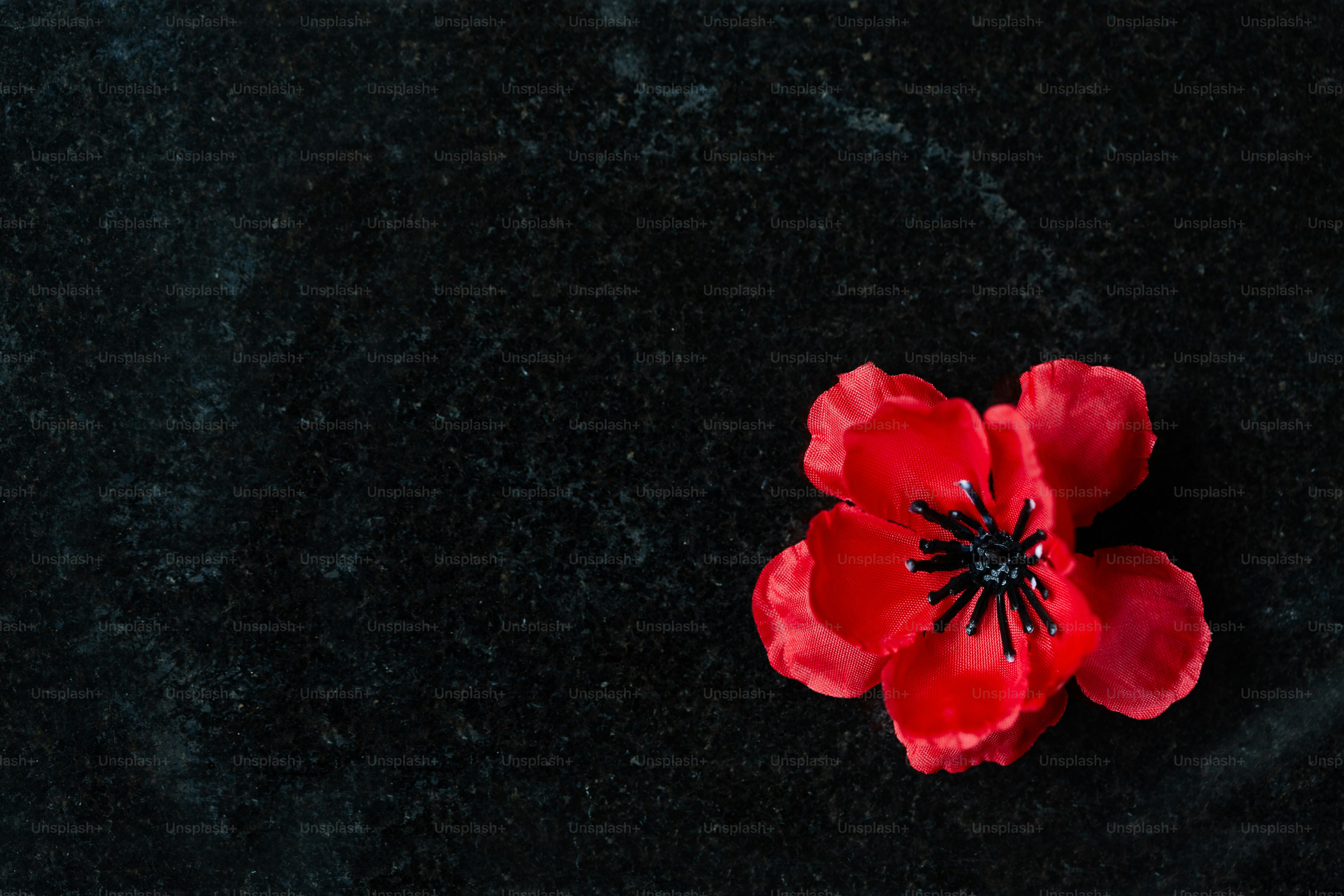 Red poppy on dark background - Photo on Unsplash+