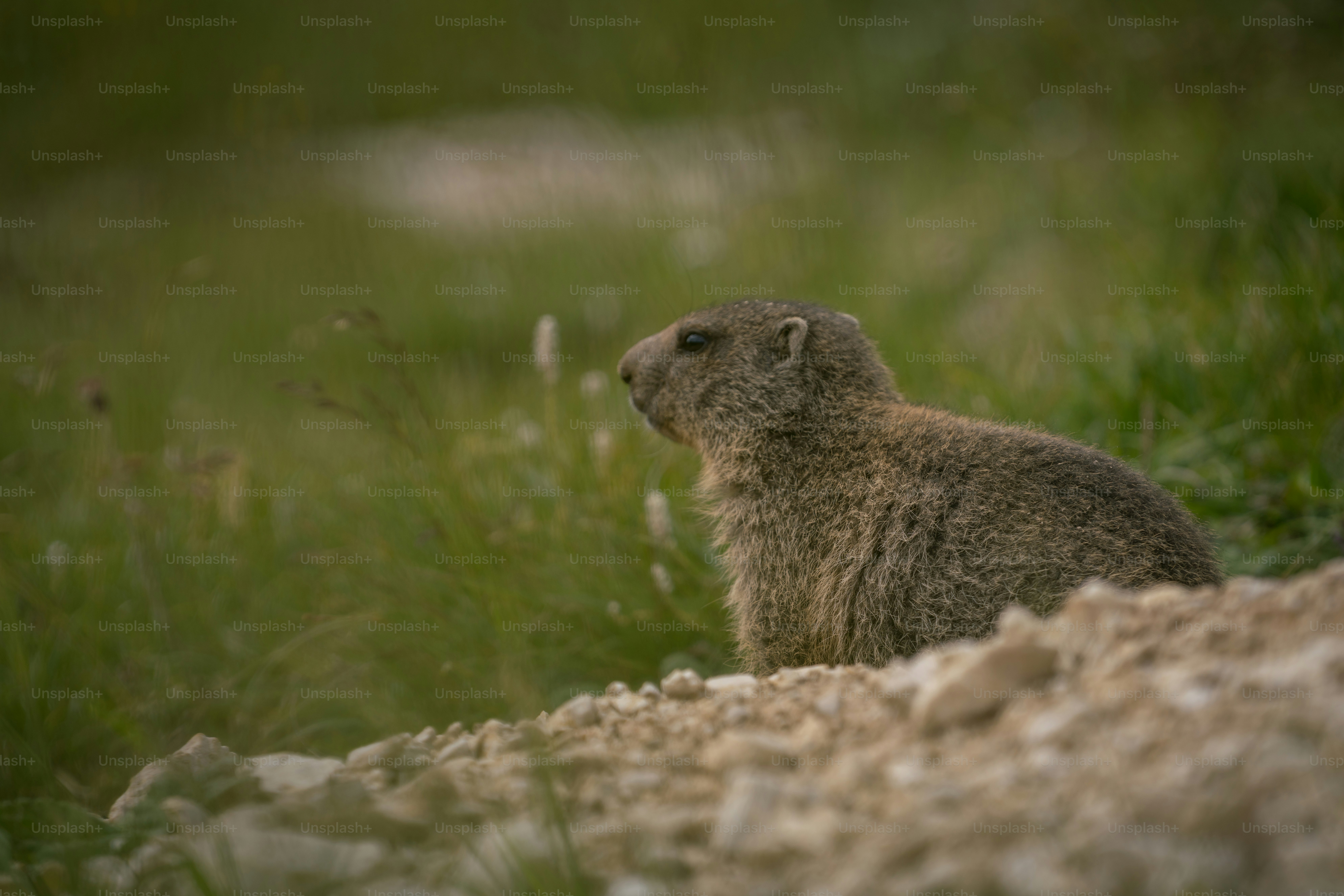 Marmot on rocky green slope - Photo on Unsplash+