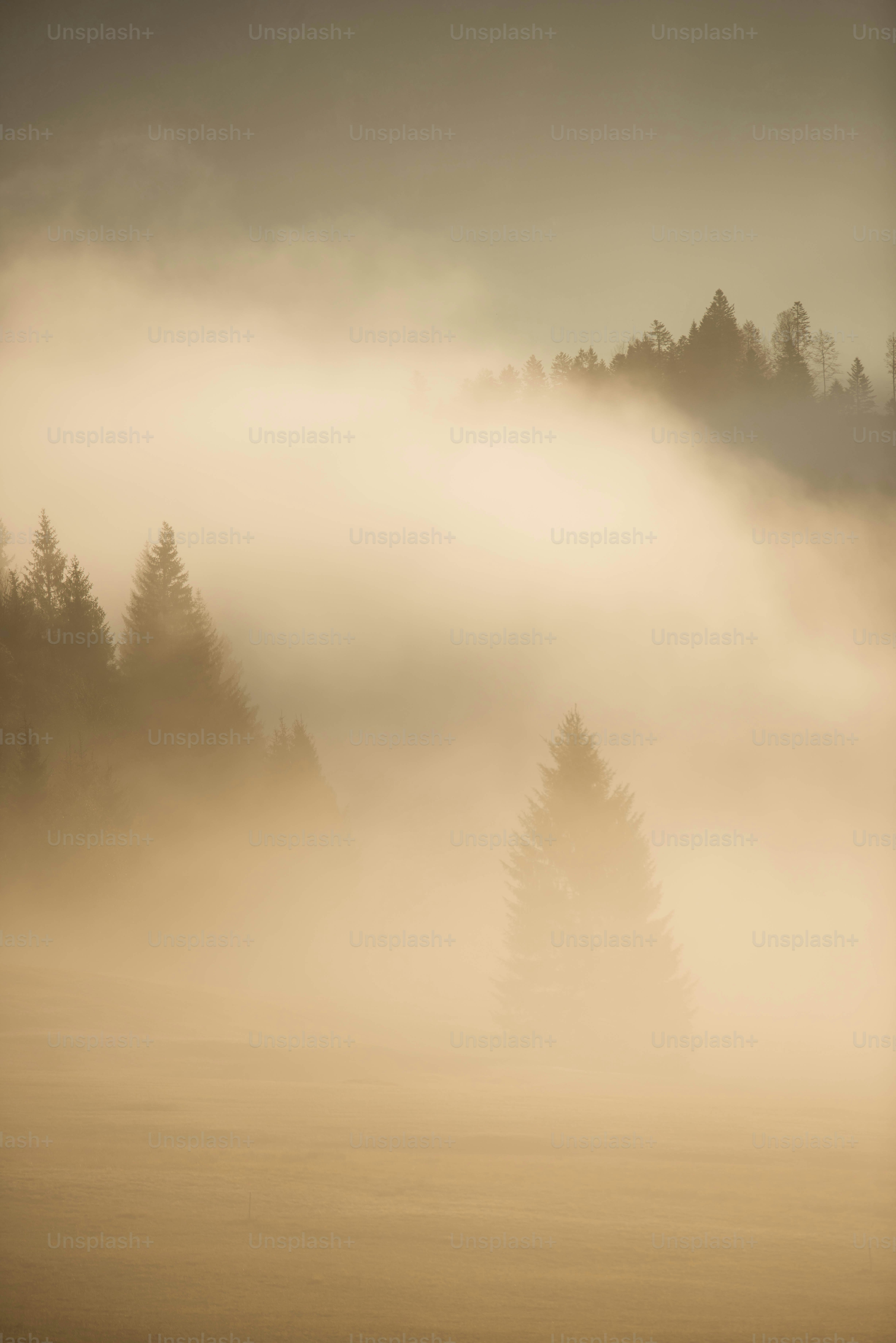 Pine trees in golden forest mist - Photo on Unsplash+