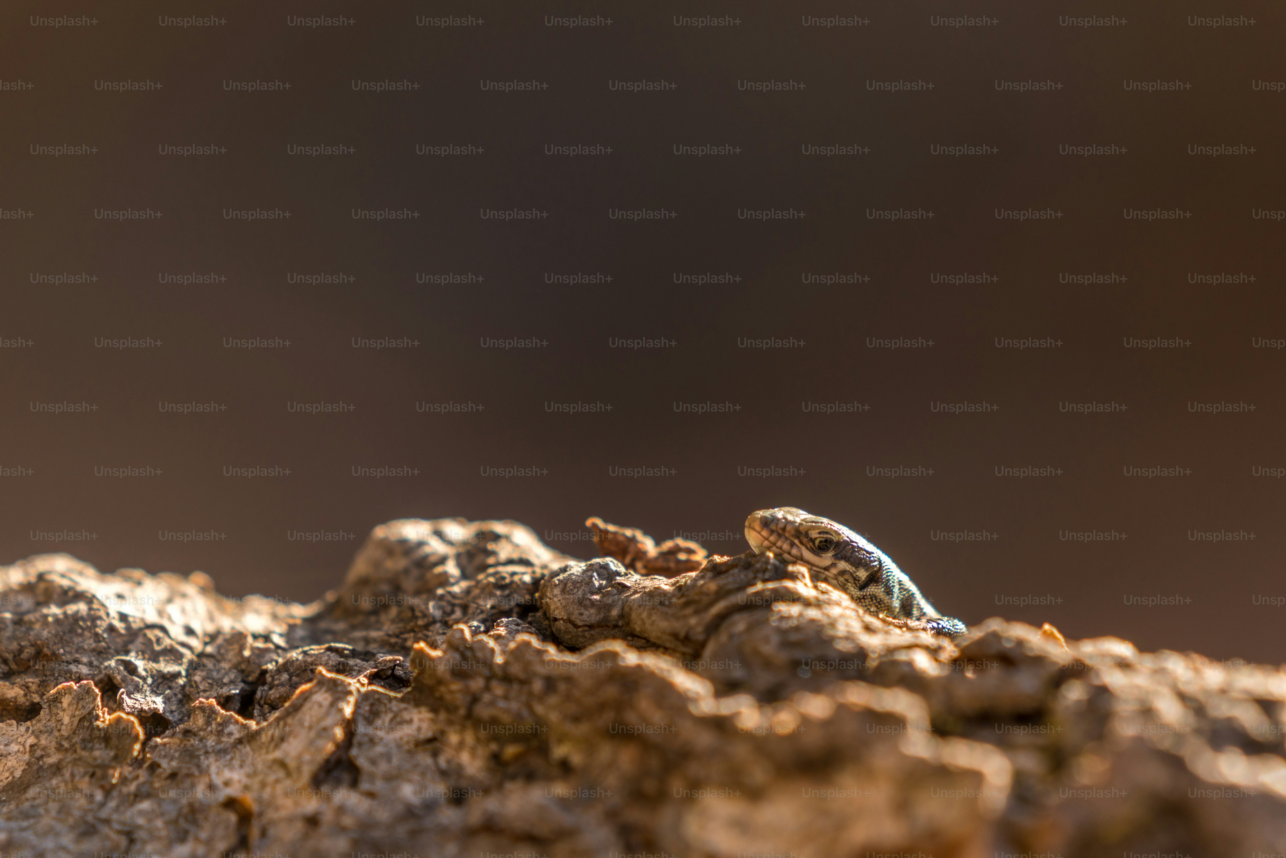 Lizard on rough tree bark - Photo on Unsplash+