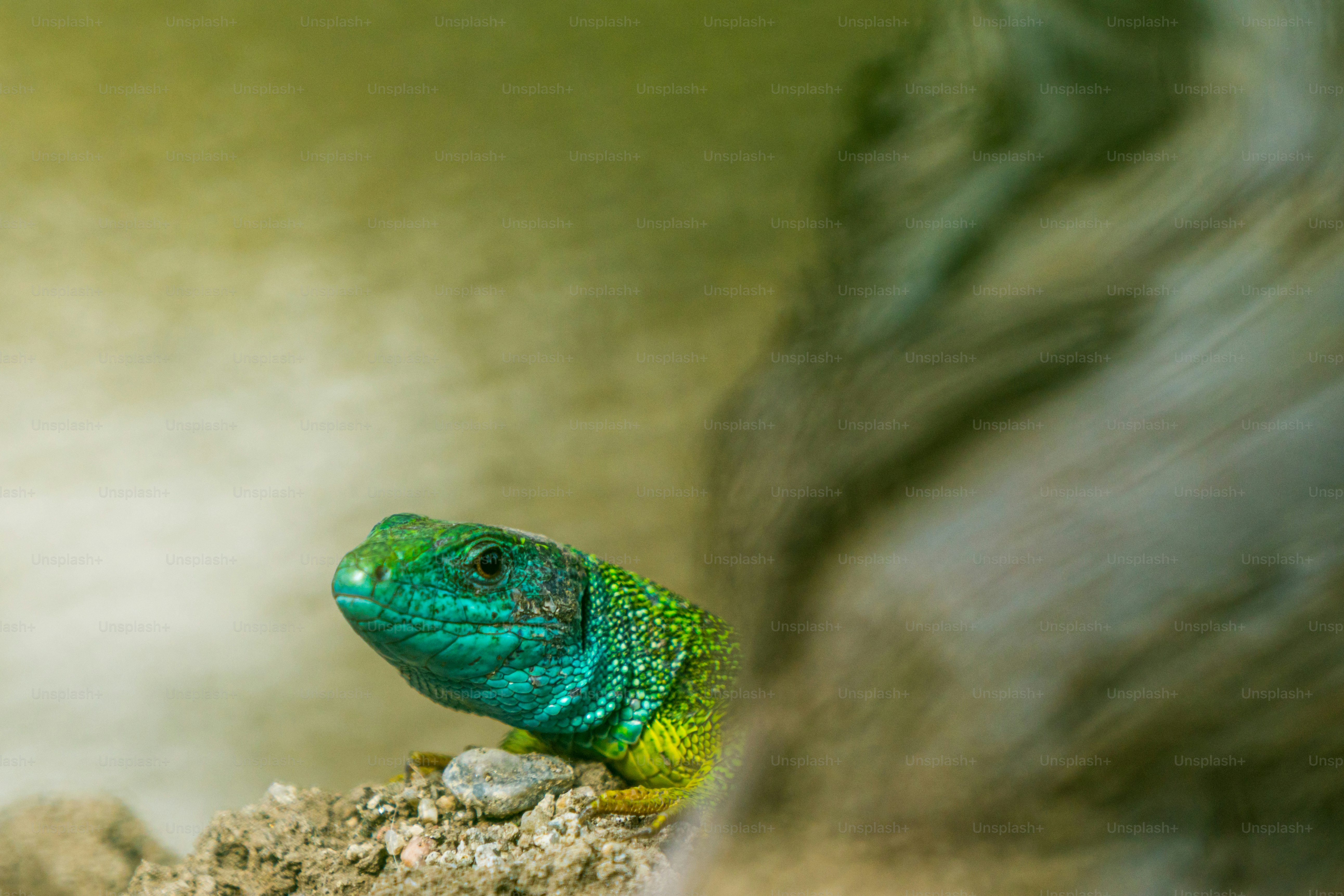 Lizard on rough tree bark - Photo on Unsplash+