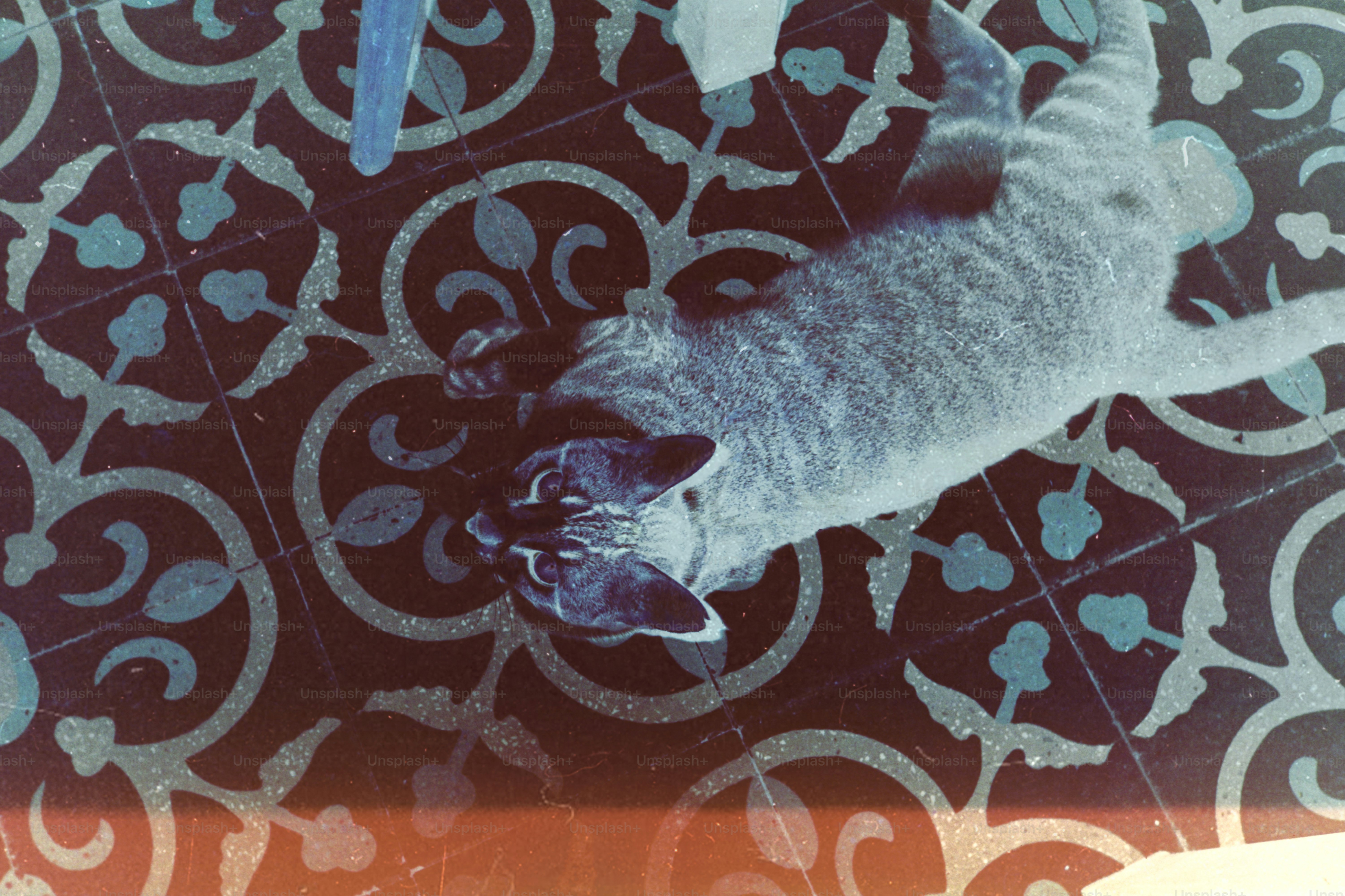 Tabby cat on patterned tile floor - Photo on Unsplash+