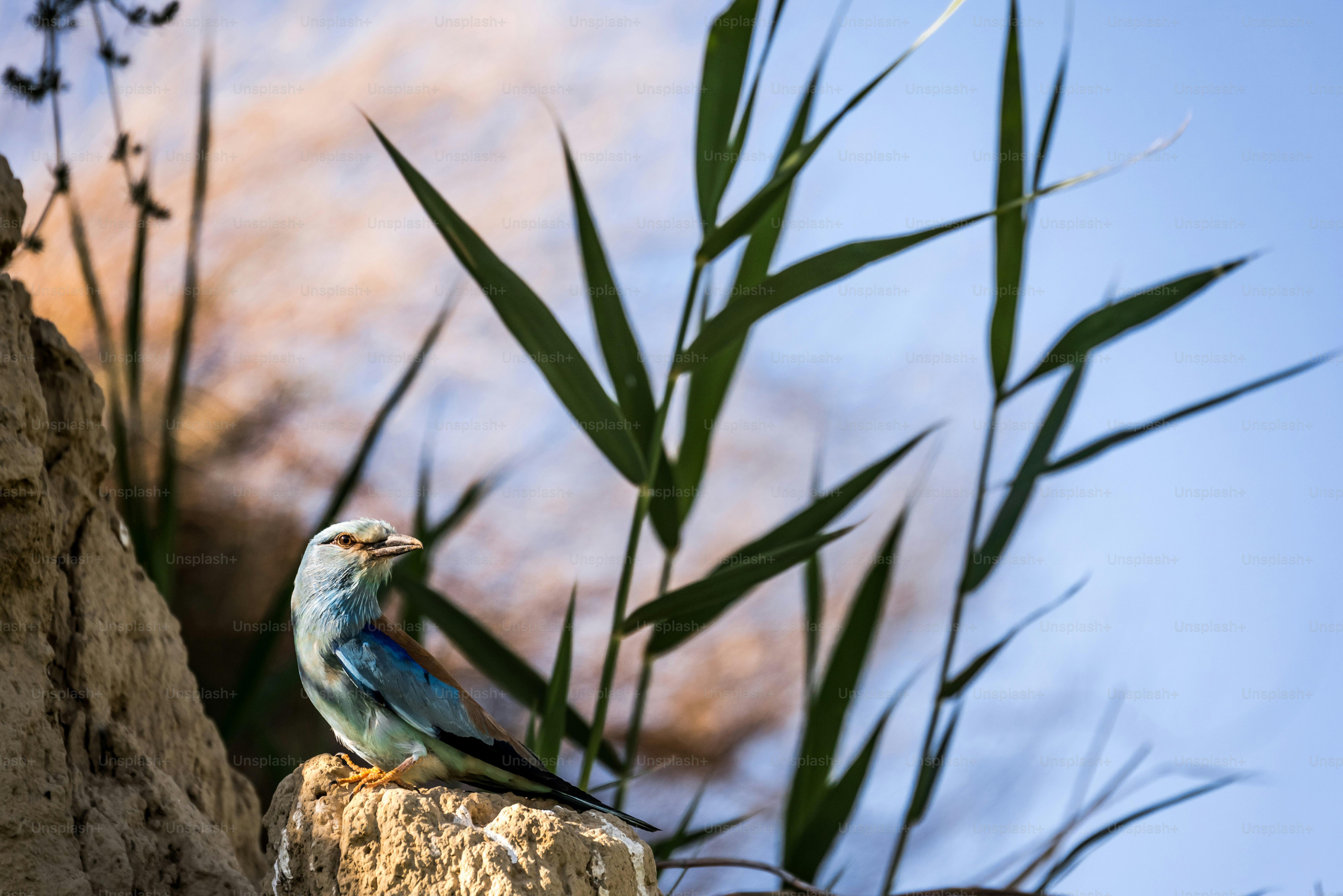 European roller on sandy bank - Photo on Unsplash+