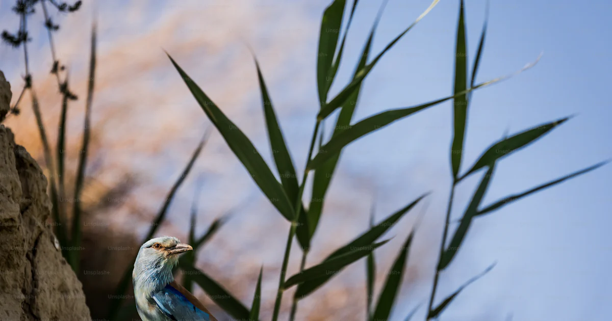 Bank Background Outside European roller on sandy bank - Photo on Unsplash+