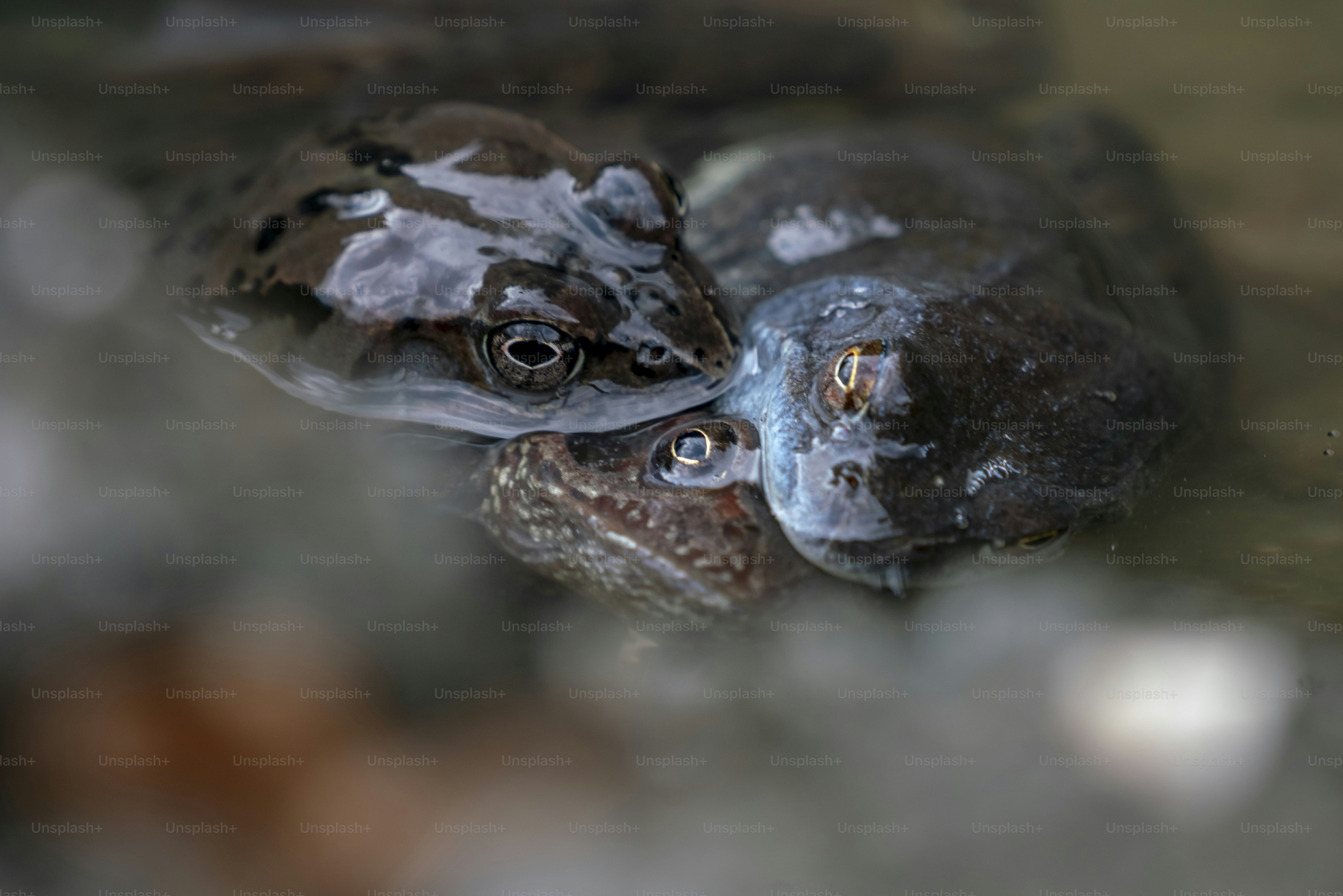 Two brown frogs in water - Photo on Unsplash+