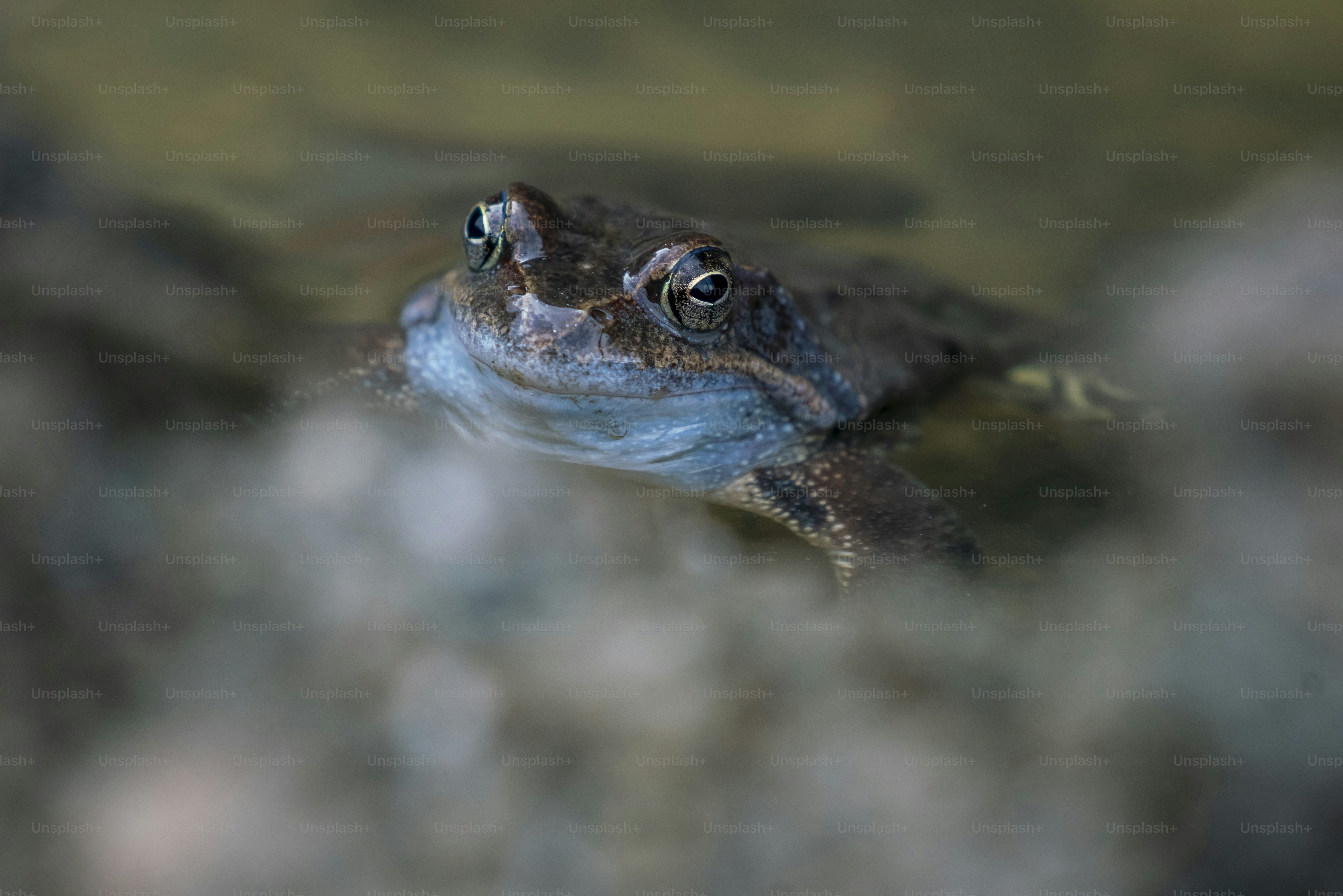 Brown frog in shallow water - Photo on Unsplash+