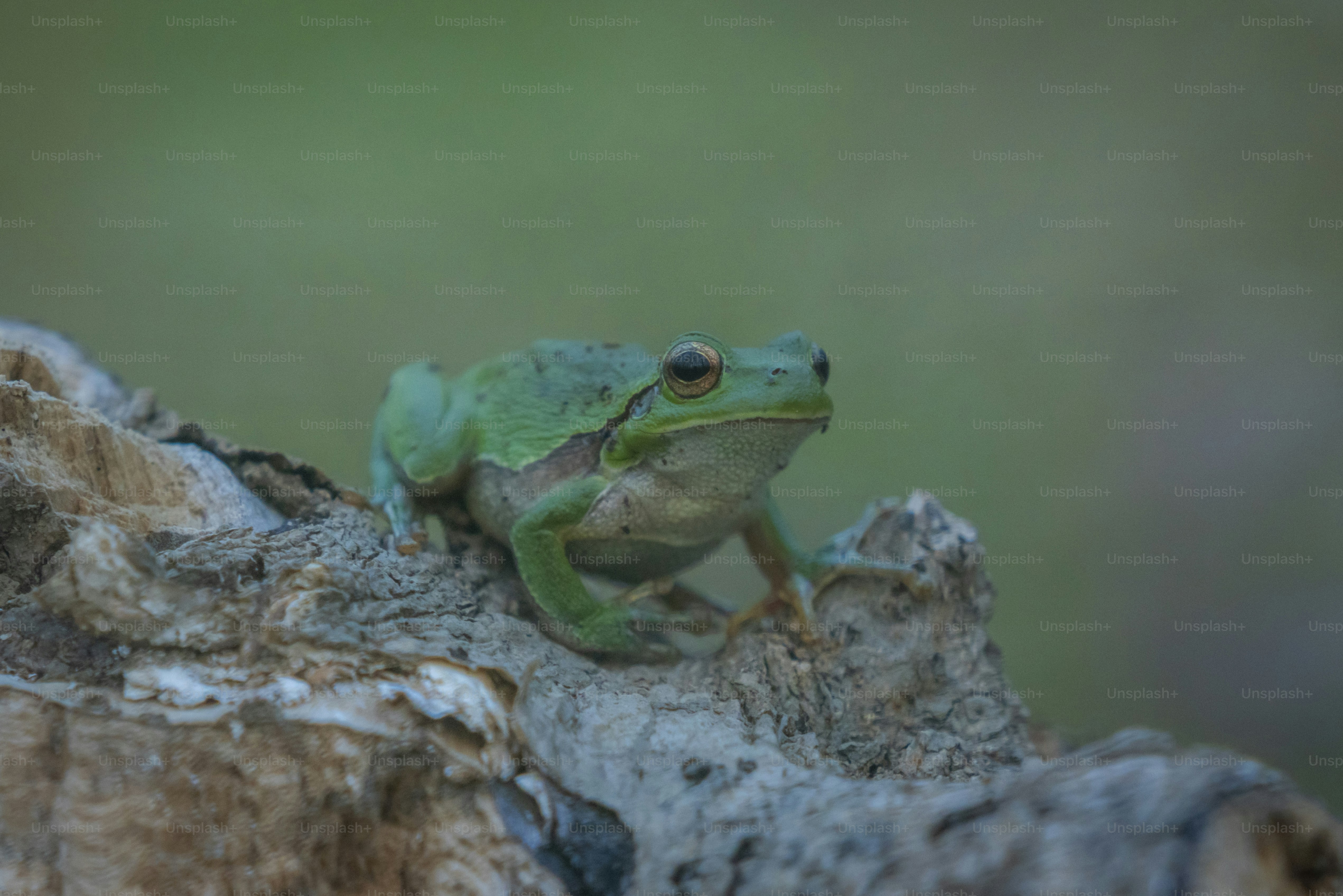 Green tree frog on weathered wood - Photo on Unsplash+