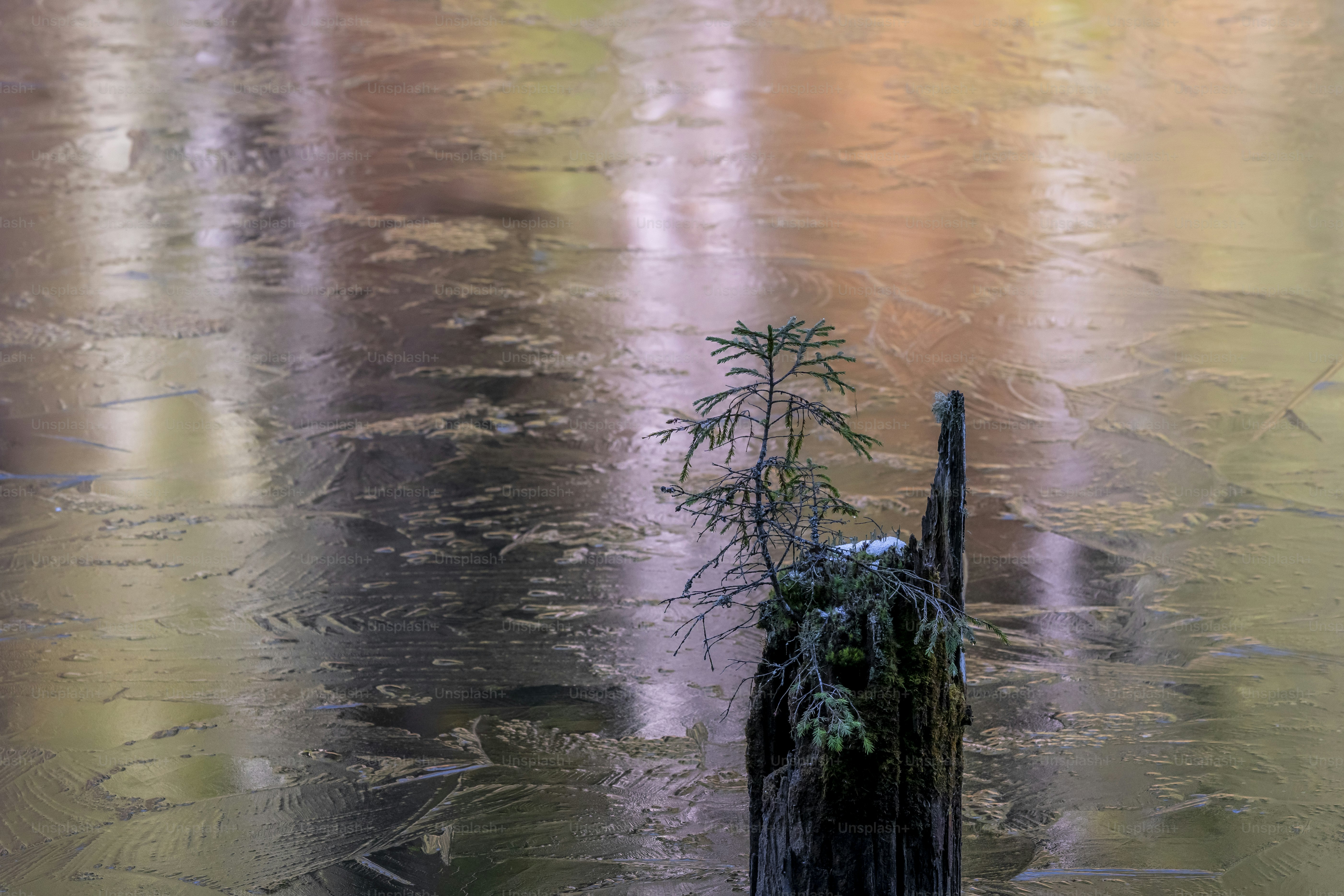 Spruce sapling on frozen pond stump - Photo on Unsplash+