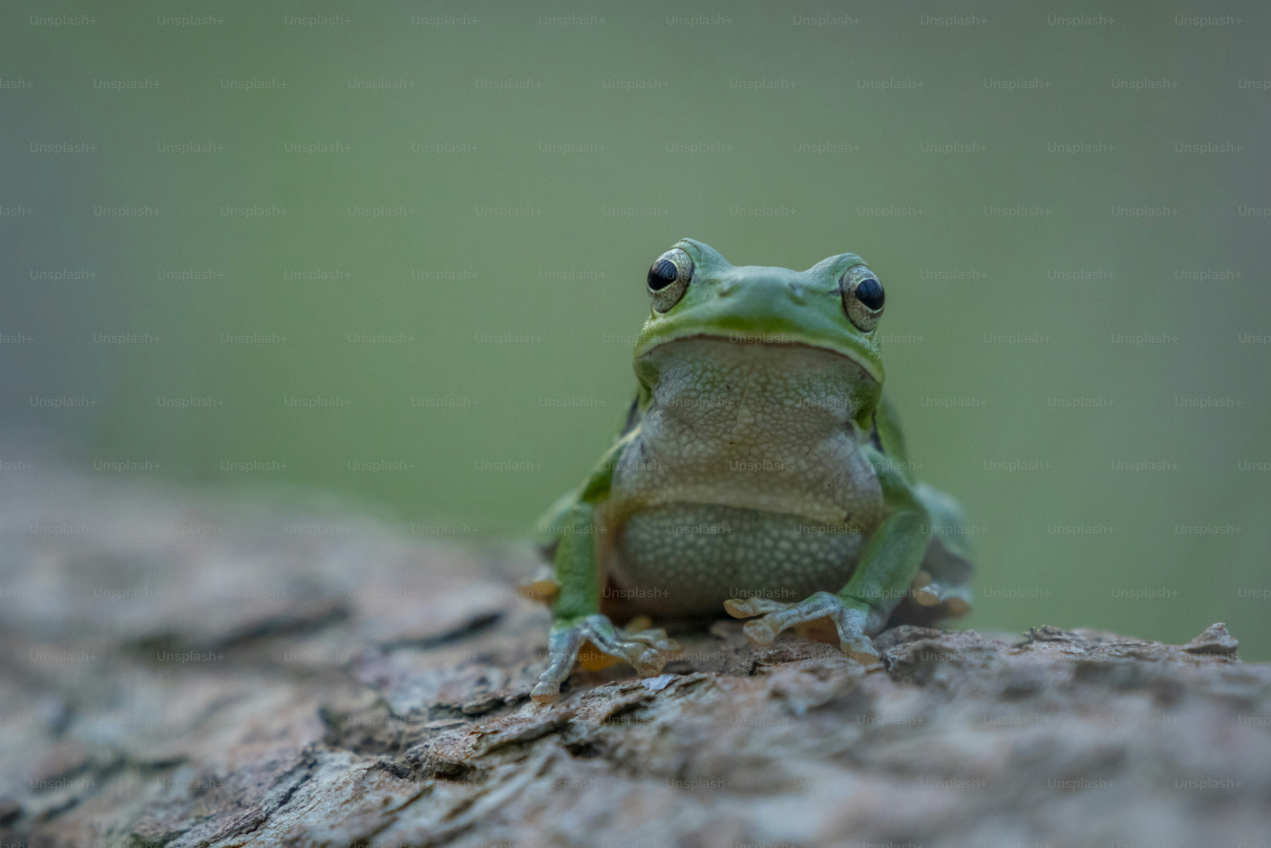 Green tree frog on weathered wood - Photo on Unsplash+