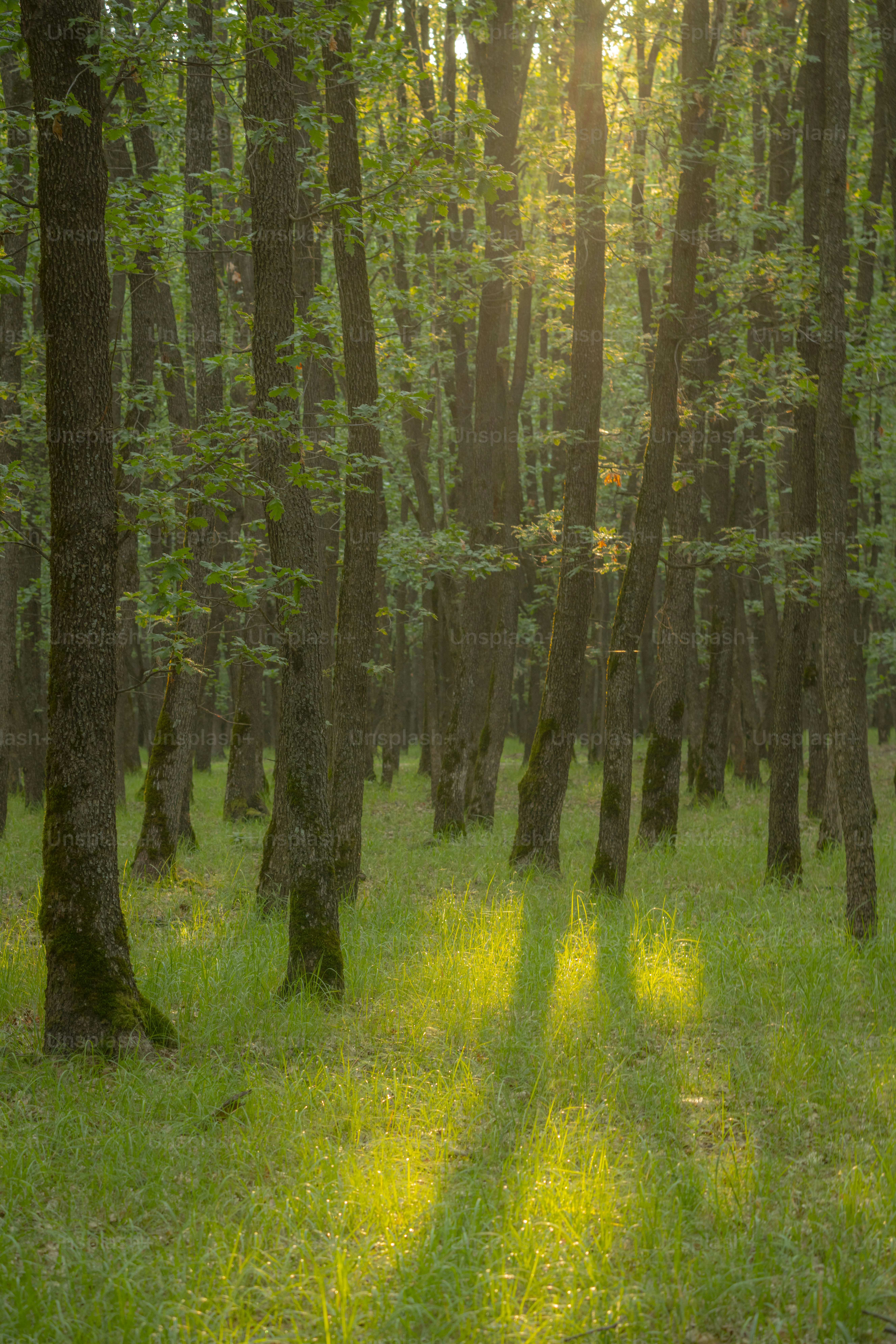 Pine trees in boggy forest - Photo on Unsplash+