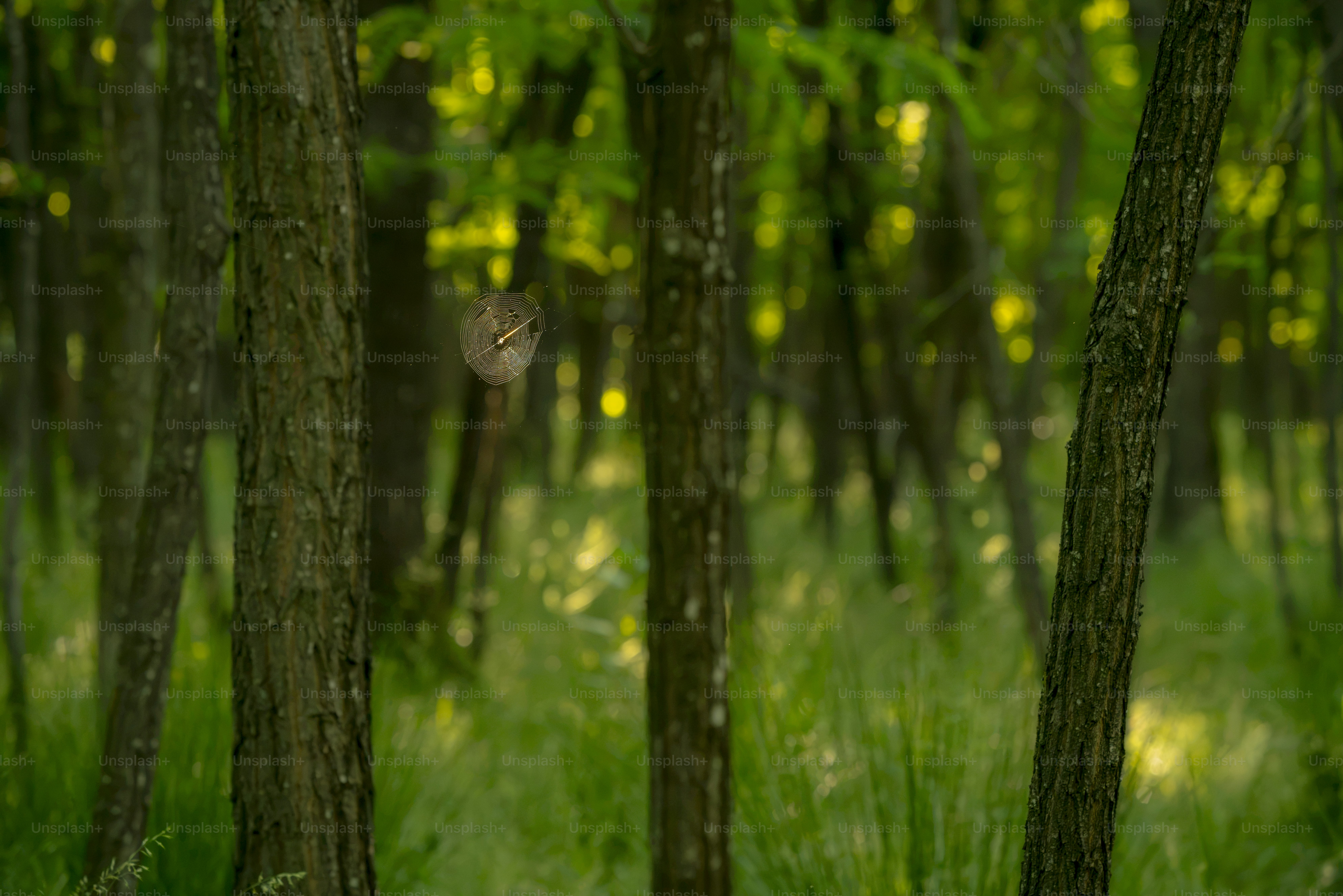 Spider web in sunlit forest - Photo on Unsplash+