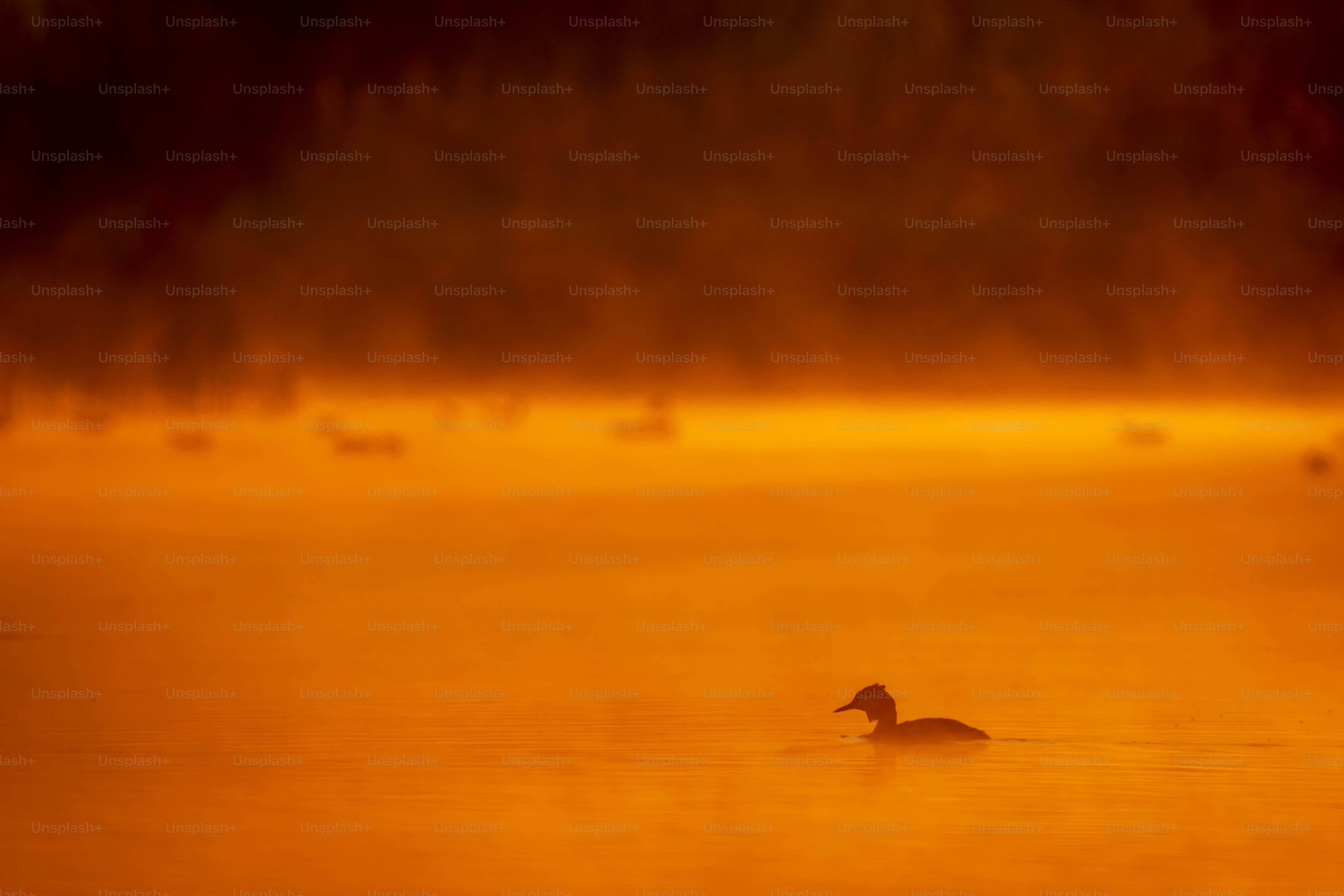 Bird in silhouette on golden lake - Photo on Unsplash+