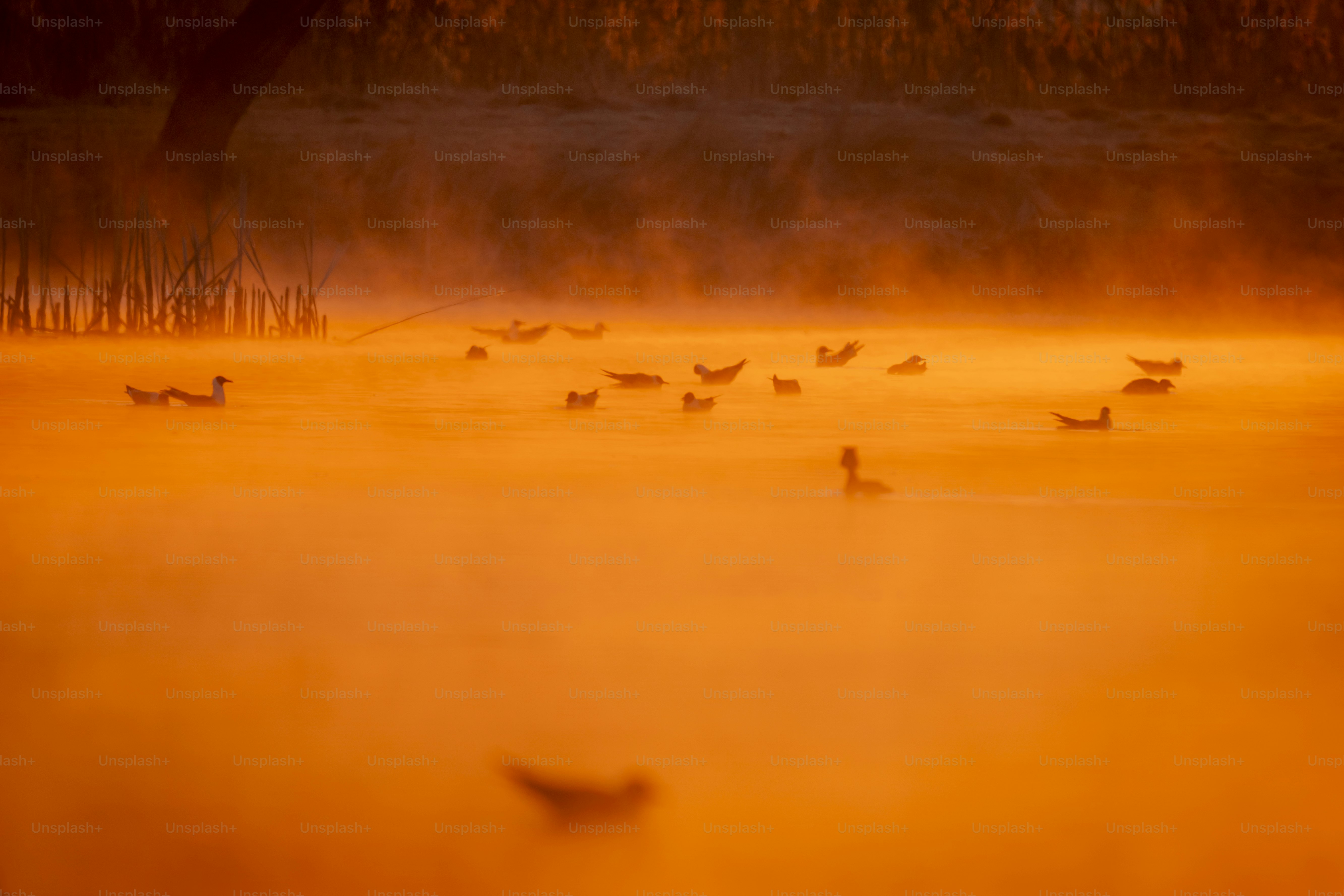Birds on misty lake at golden hour - Photo on Unsplash+