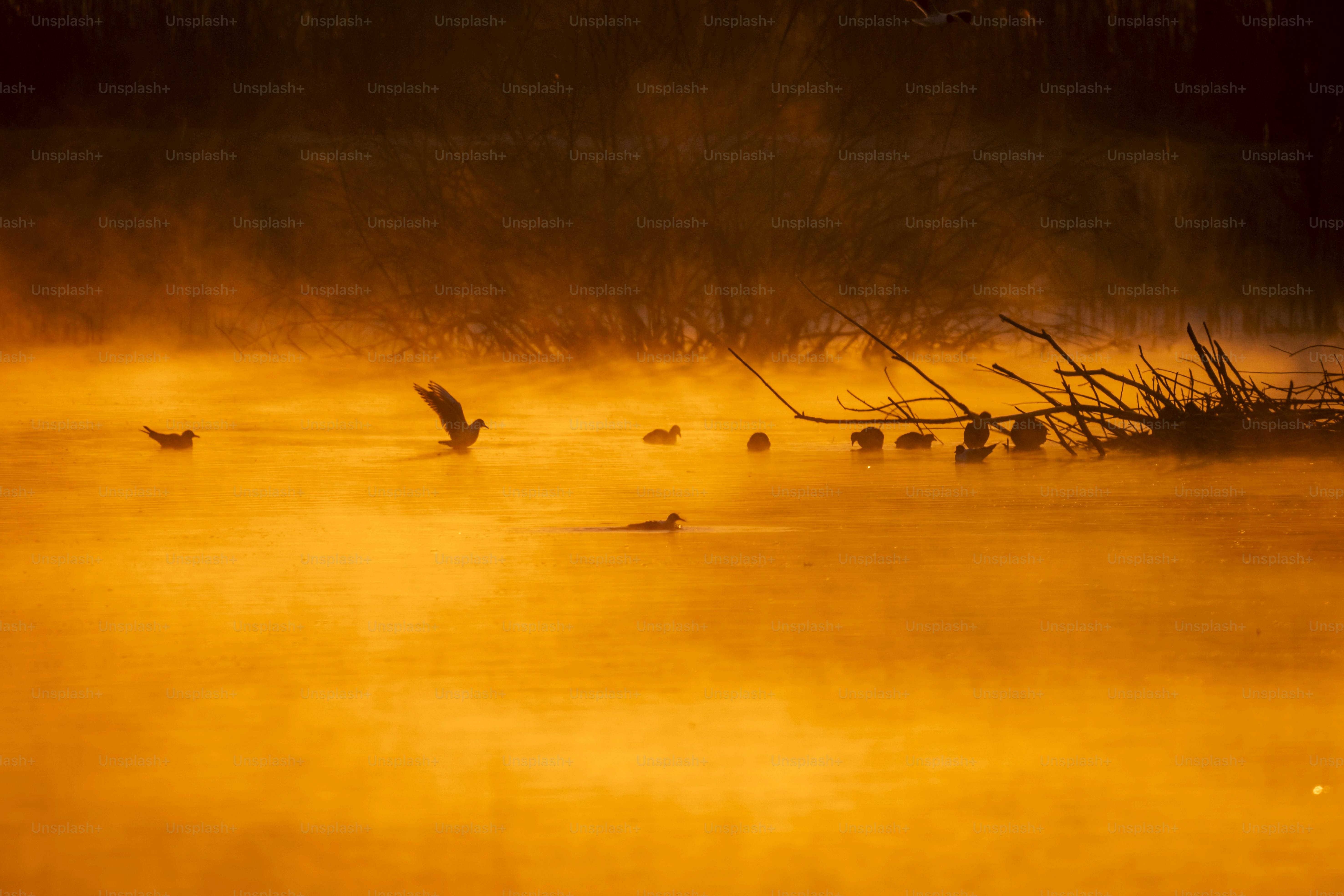 Ducks on misty lake at golden hour - Photo on Unsplash+