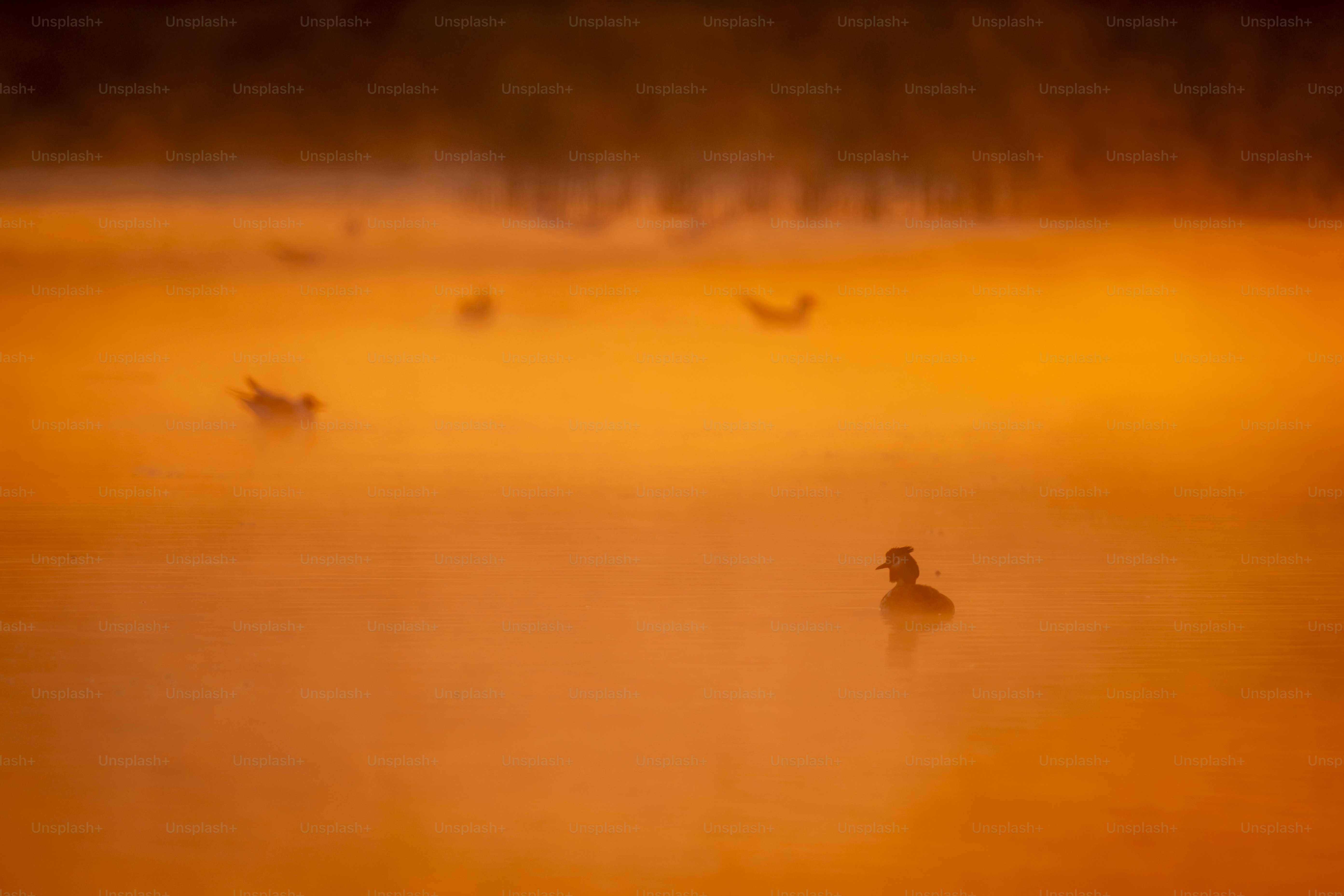 Birds on misty lake at golden hour - Photo on Unsplash+