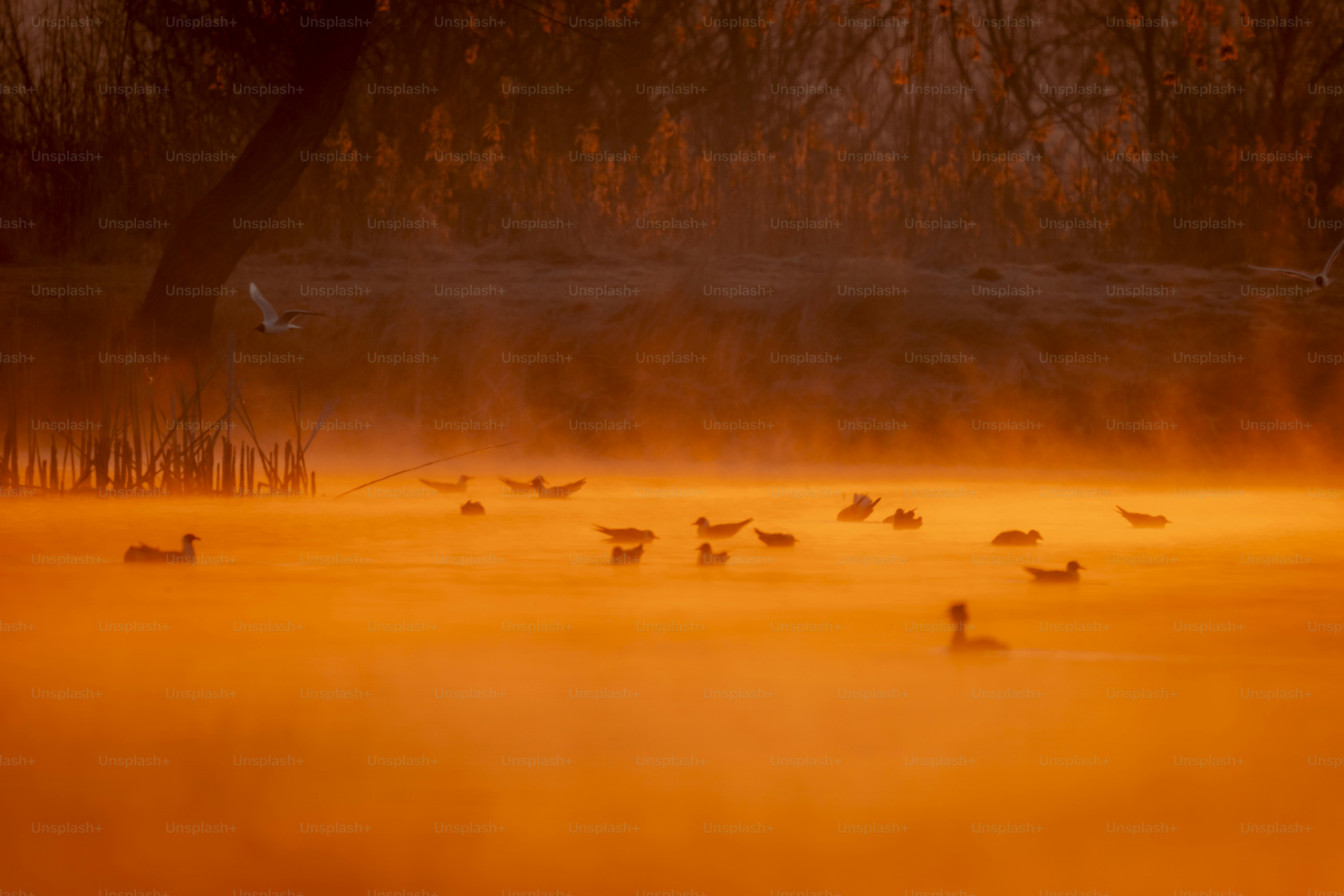 Birds on misty lake at golden hour - Photo on Unsplash+