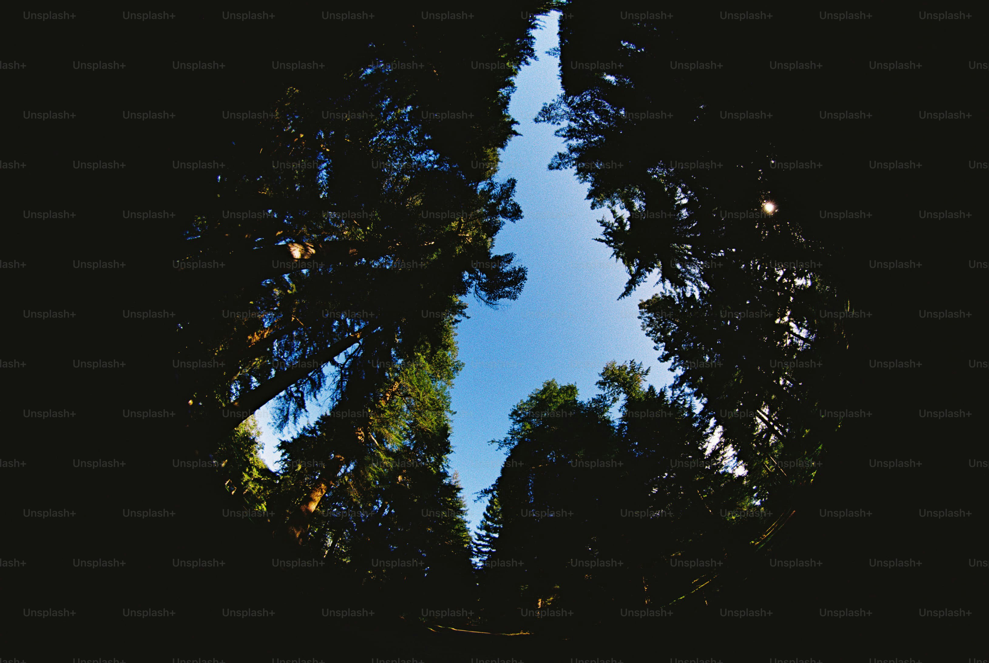 Fisheye view of forest trees - Photo on Unsplash+