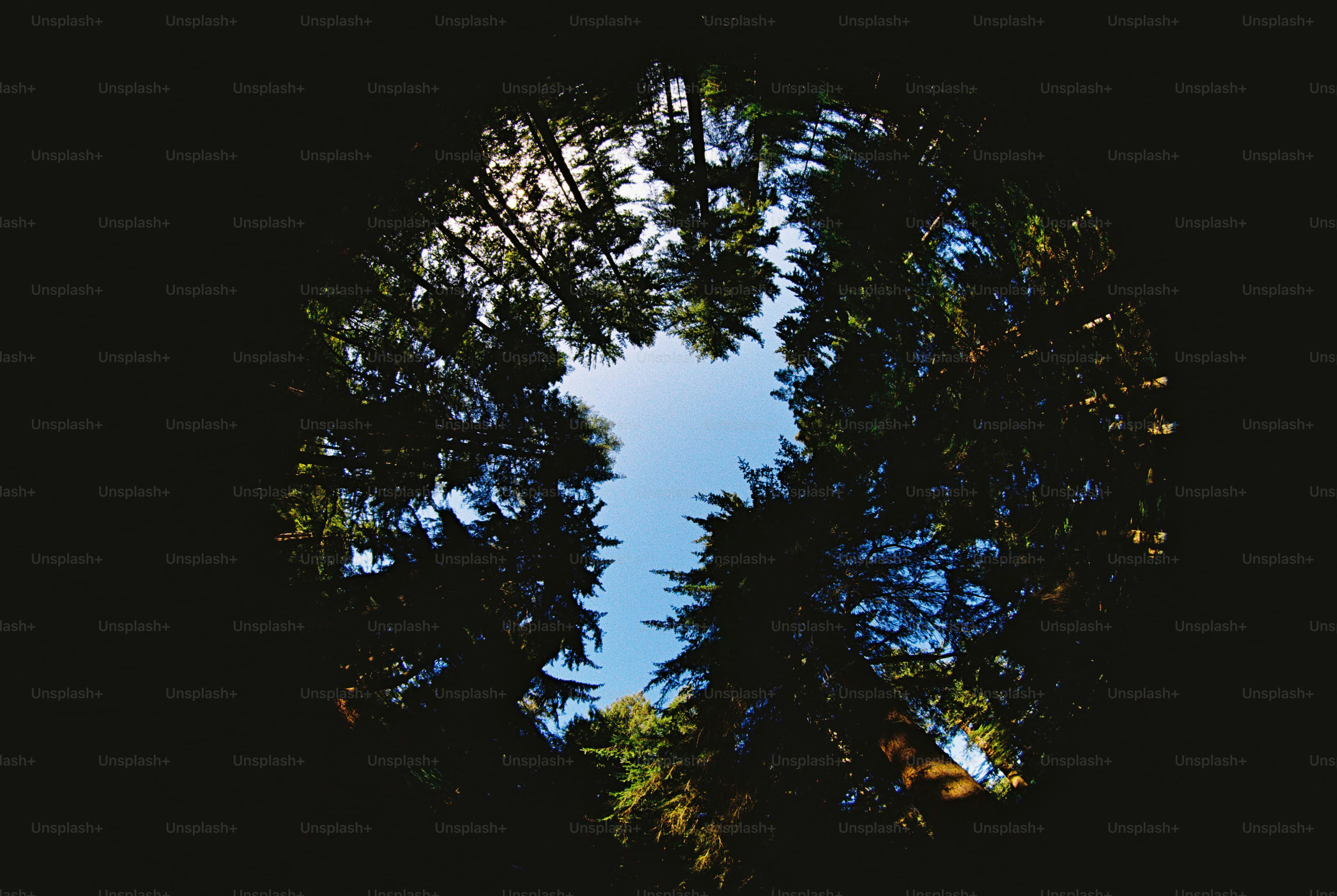 Pine trees framing blue sky - Photo on Unsplash+