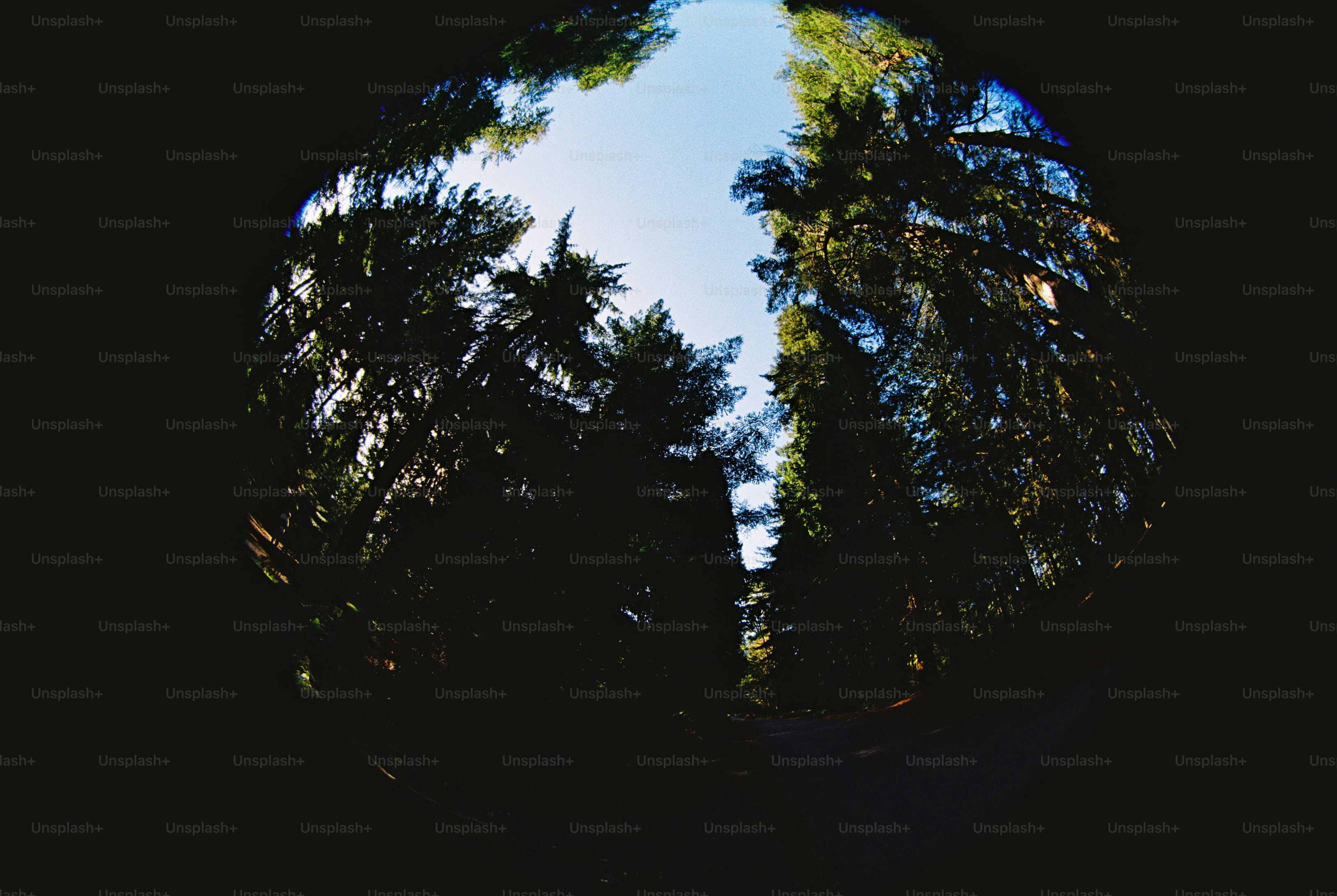 Fisheye view of trees and sky - Photo on Unsplash+