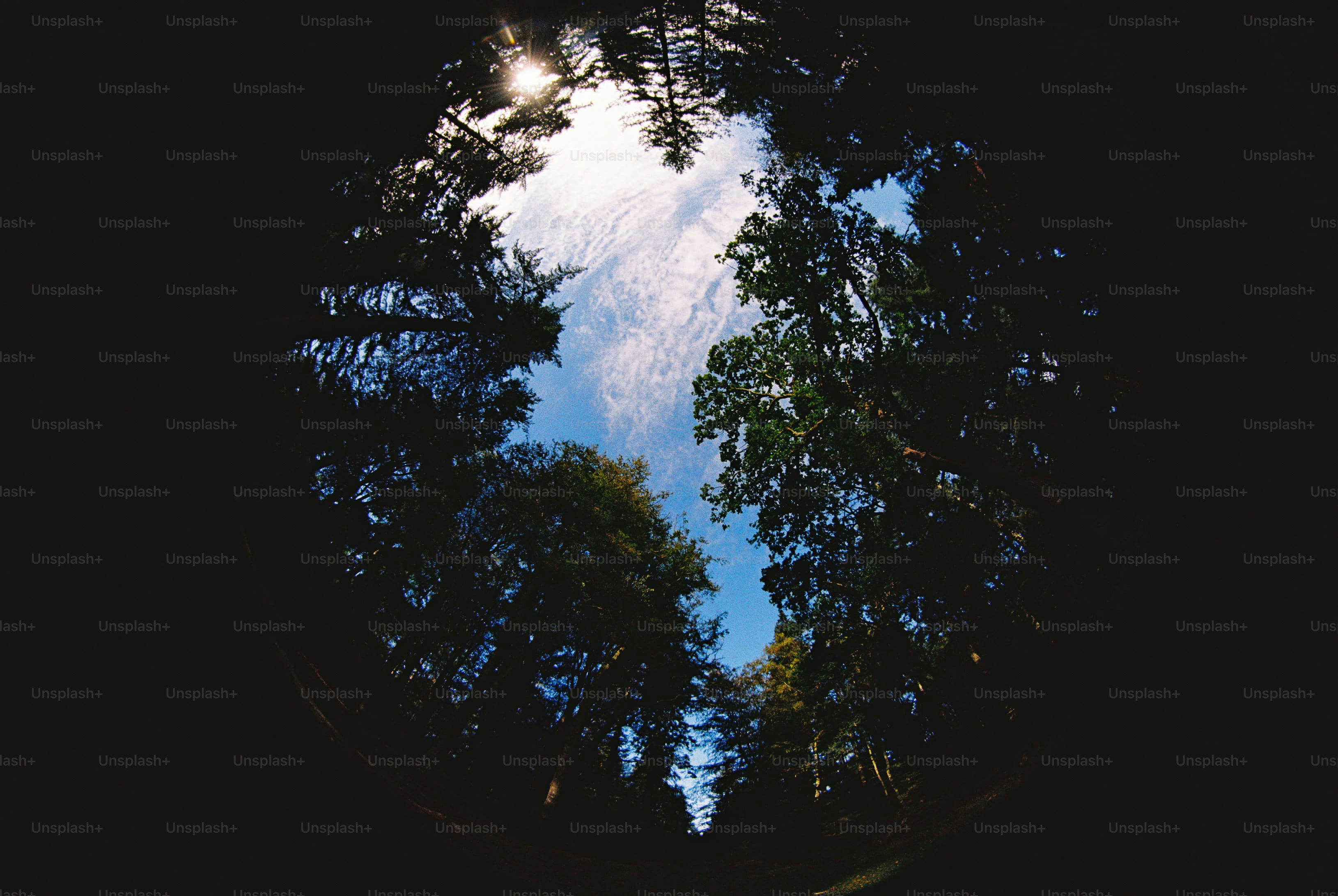 Fisheye view of trees and sky - Photo on Unsplash+