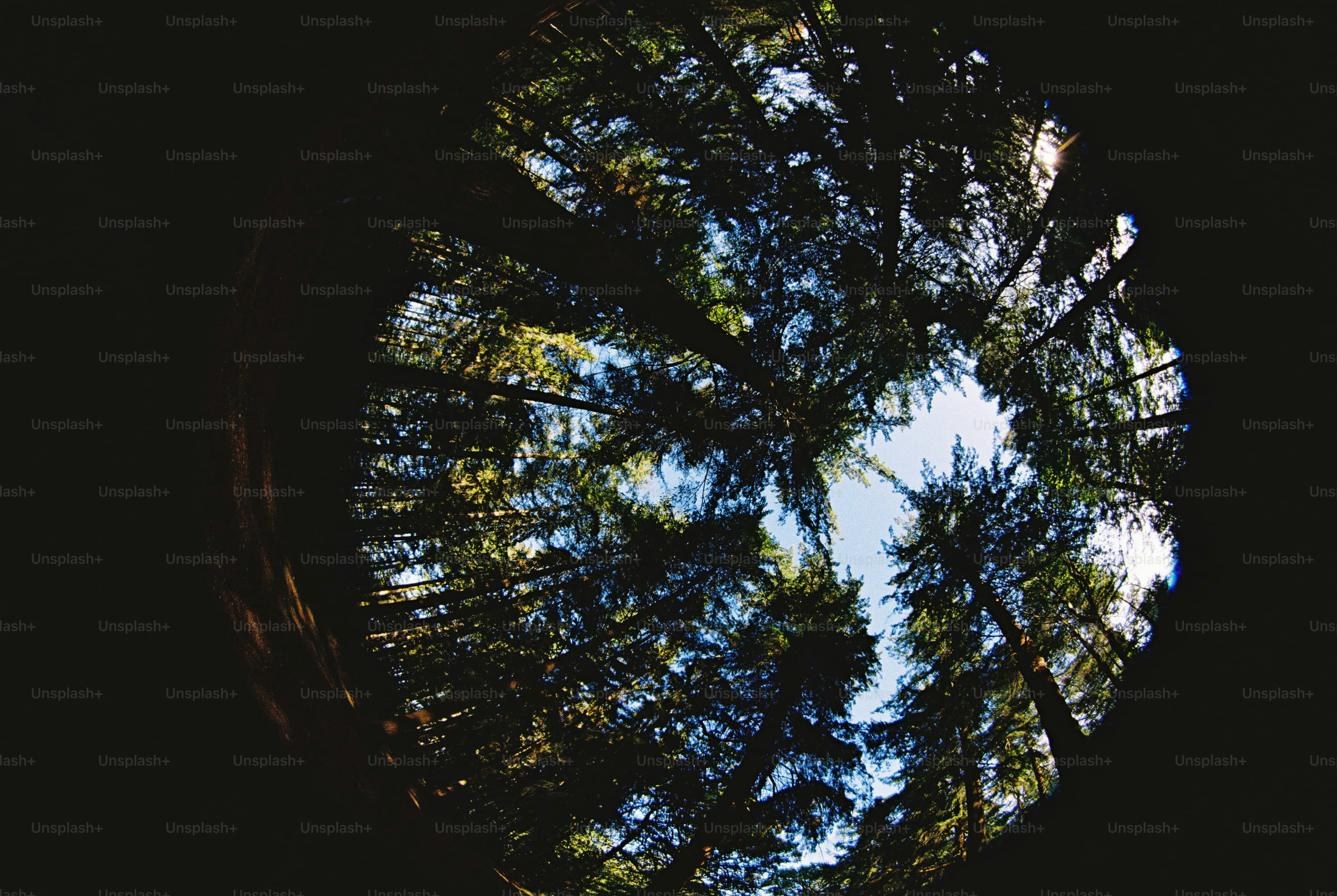 Fisheye view of trees and sky - Photo on Unsplash+