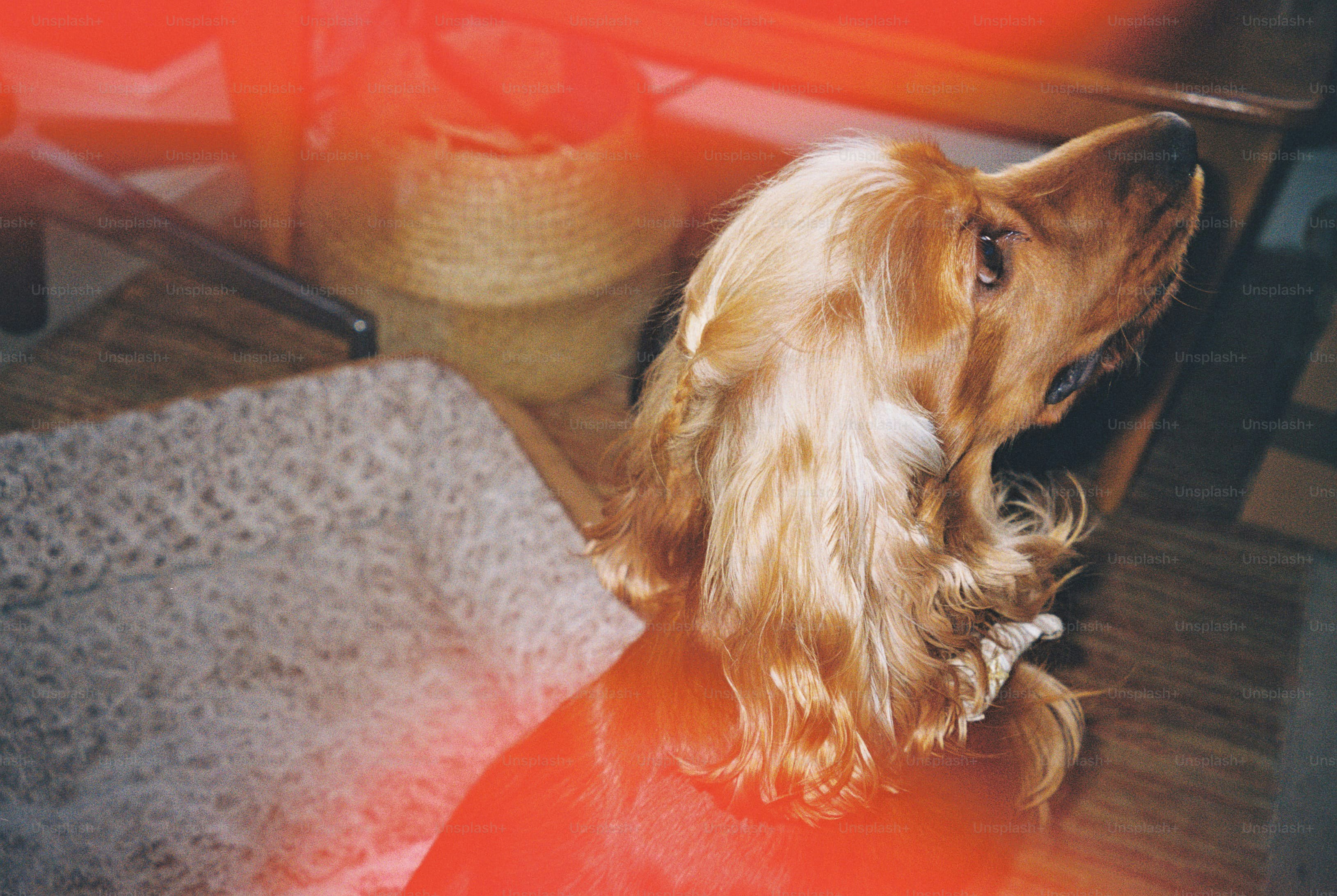 Golden cocker spaniel looking up - Photo on Unsplash+