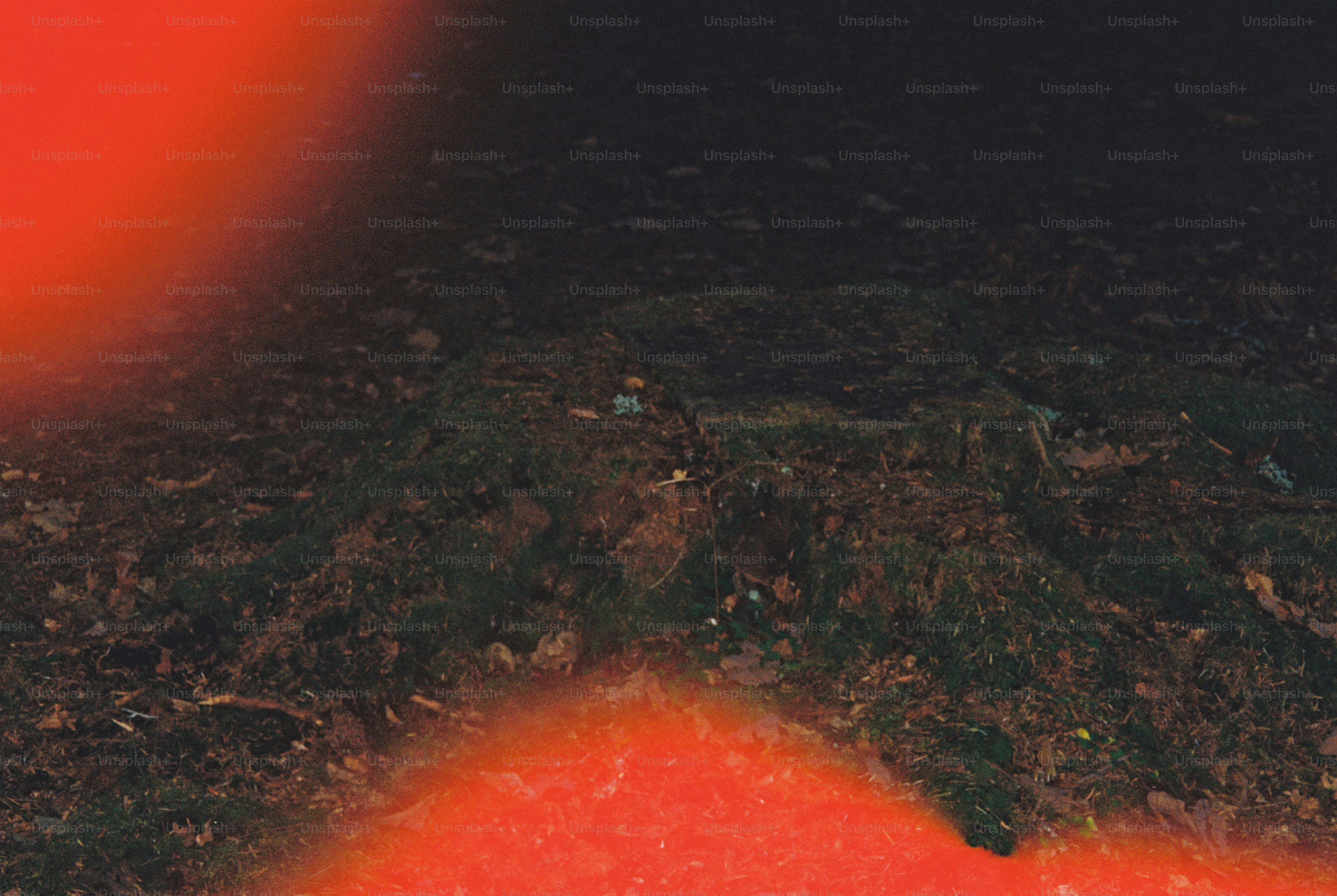 Mossy tree stump with light leaks - Photo on Unsplash+