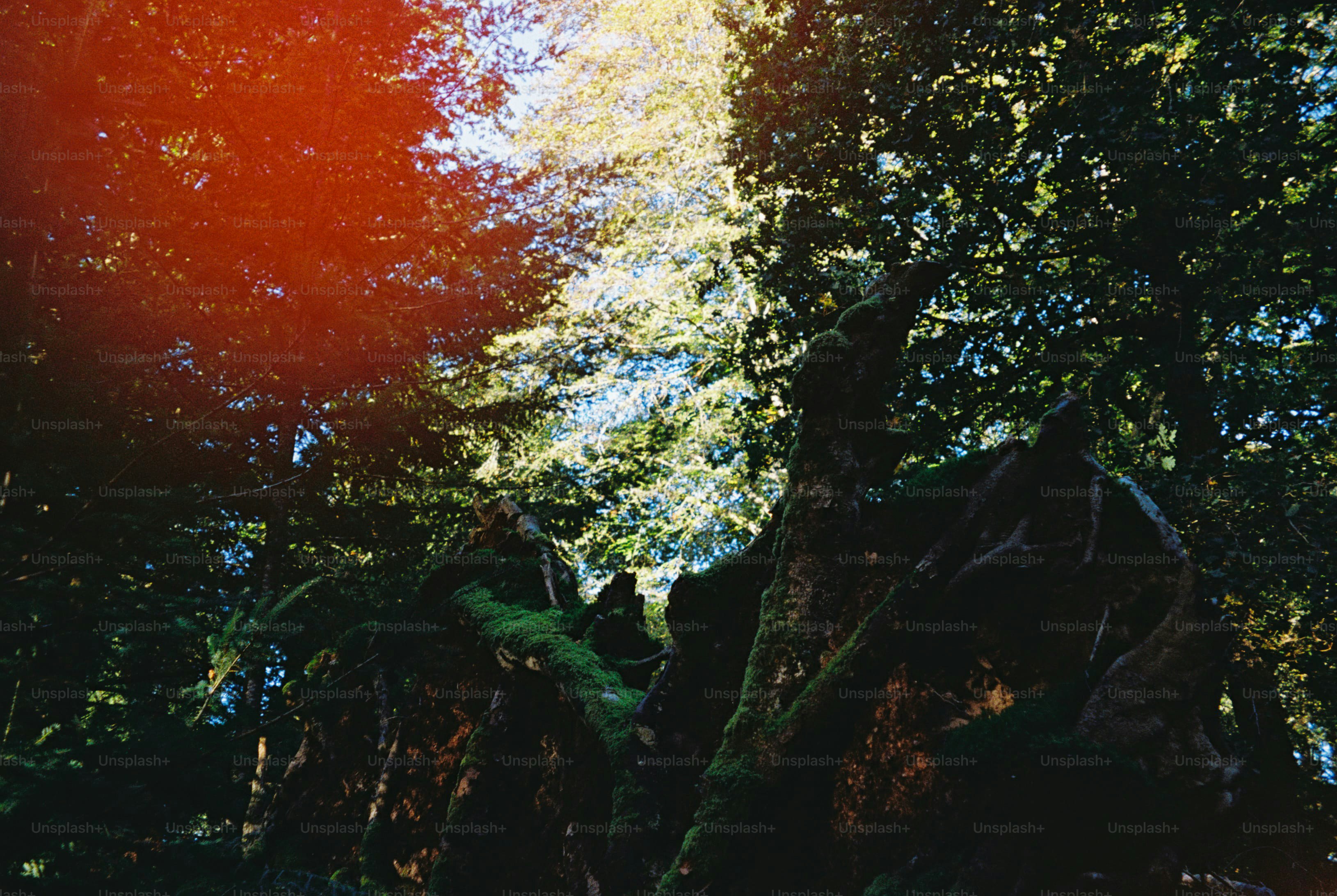 Mossy tree stump with light leaks - Photo on Unsplash+