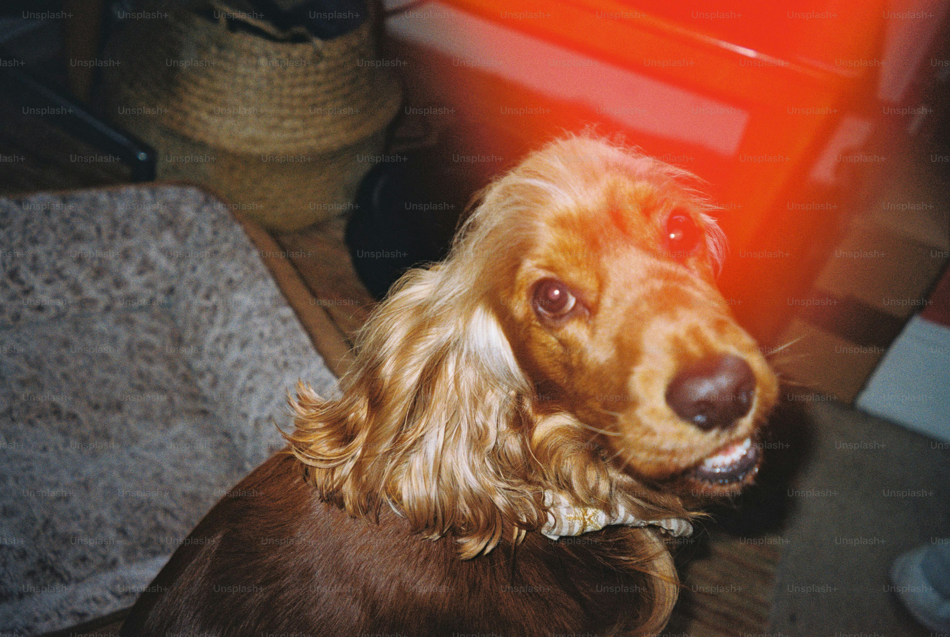 Cocker spaniel with light leak - Photo on Unsplash+