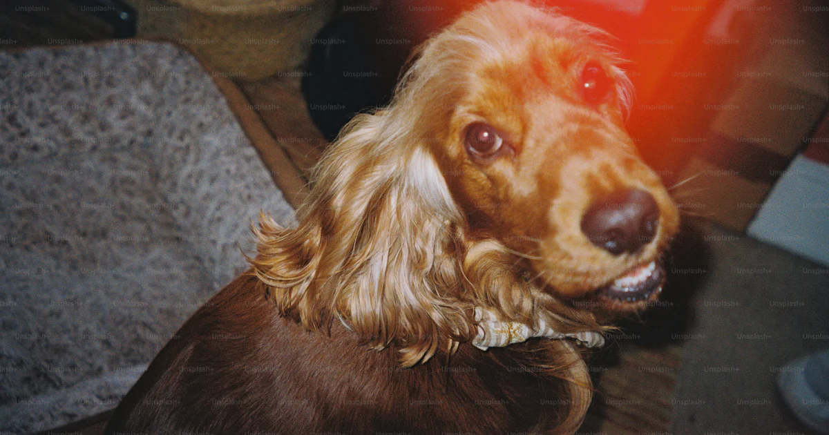 Logo Cocker Cocker spaniel with light leak - Photo on Unsplash+