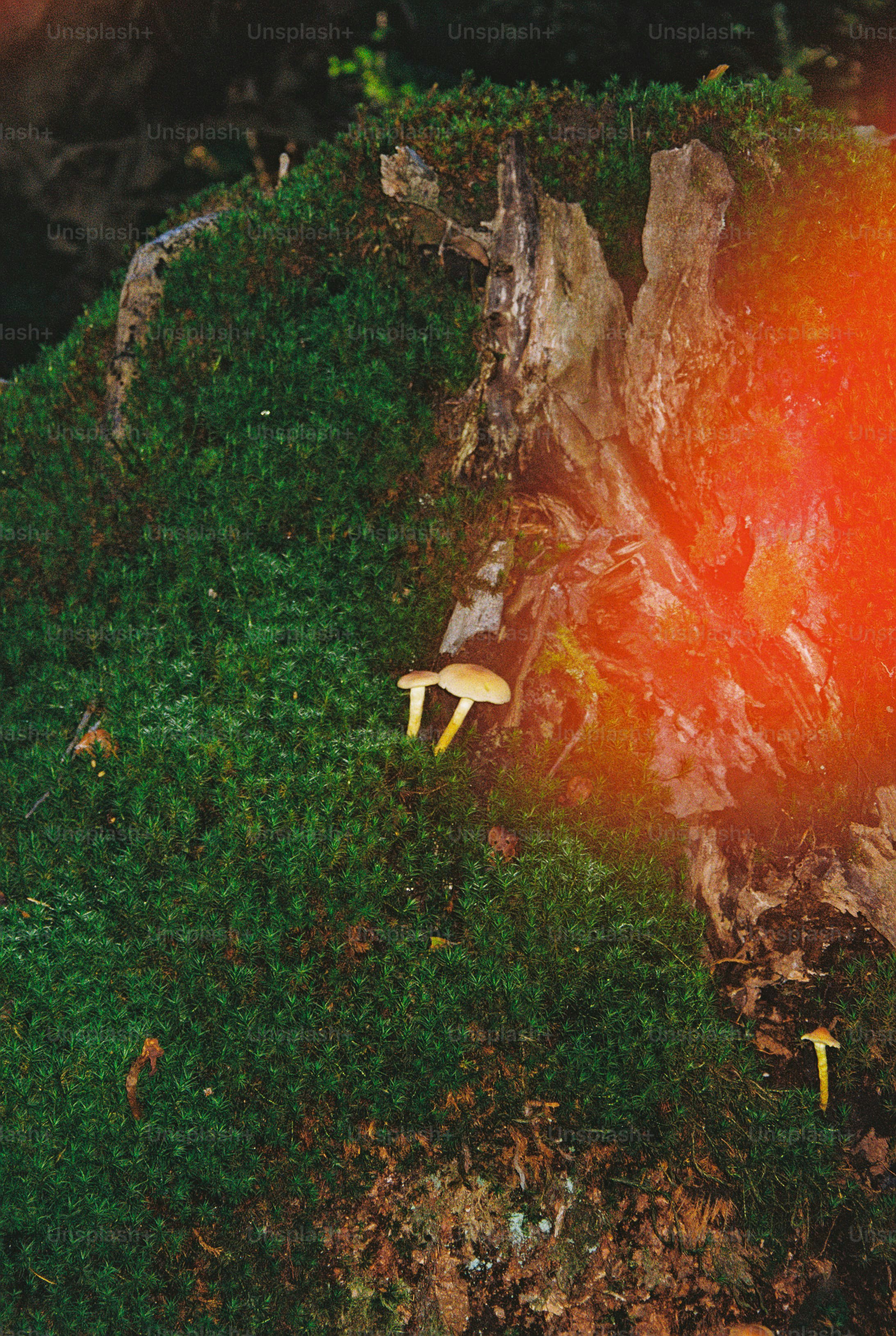 Cocker spaniel with light leak - Photo on Unsplash+
