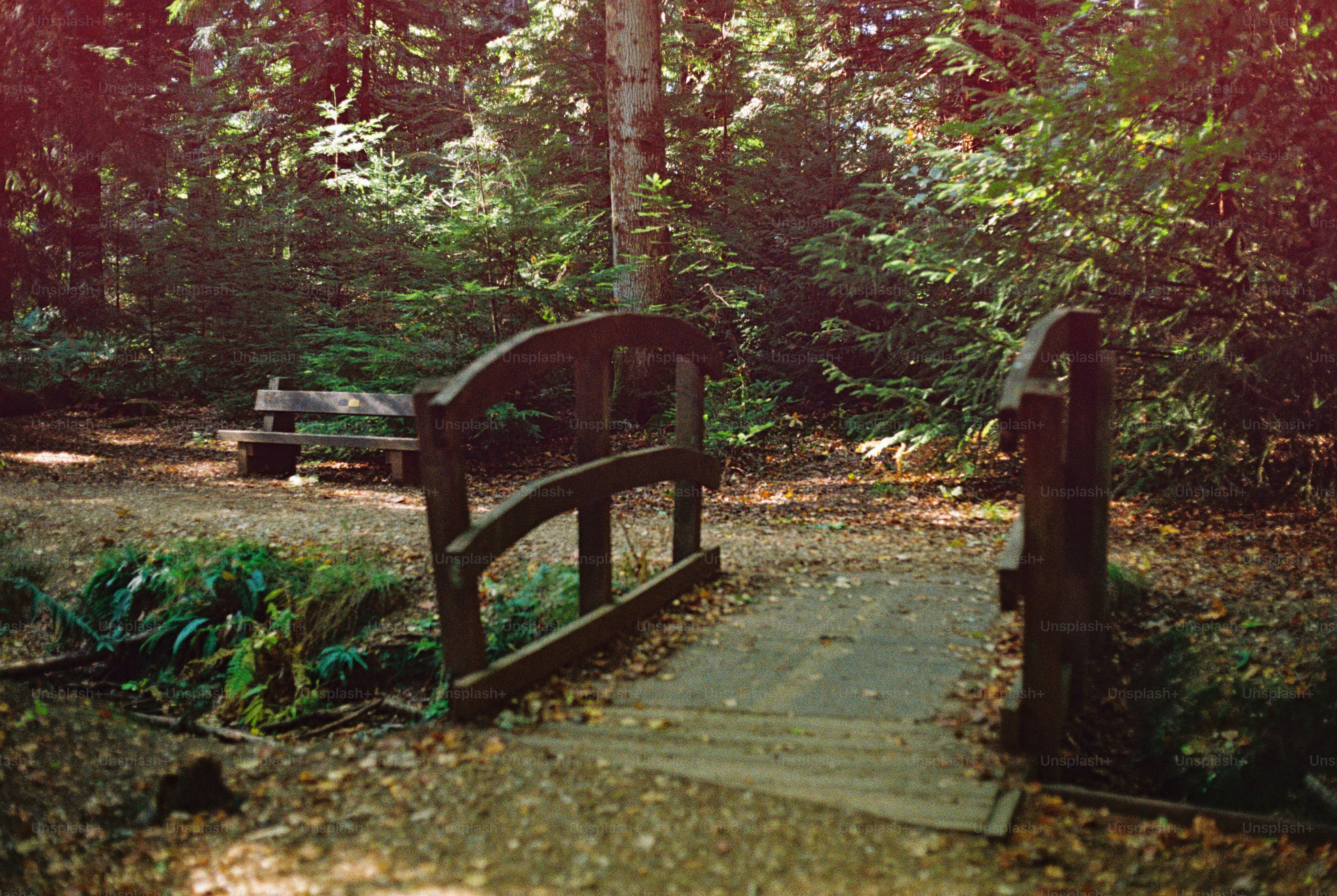 Wooden footbridge in sunlit forest - Photo on Unsplash+