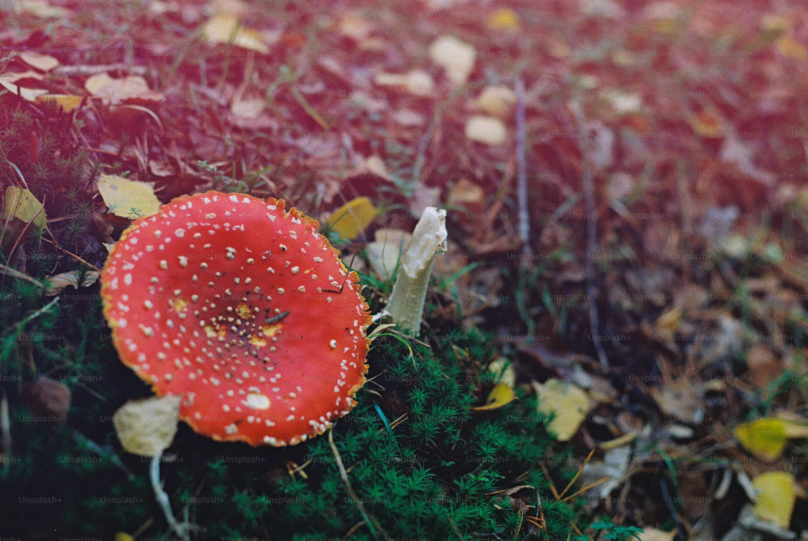 Fly agaric mushrooms in grass - Photo on Unsplash+