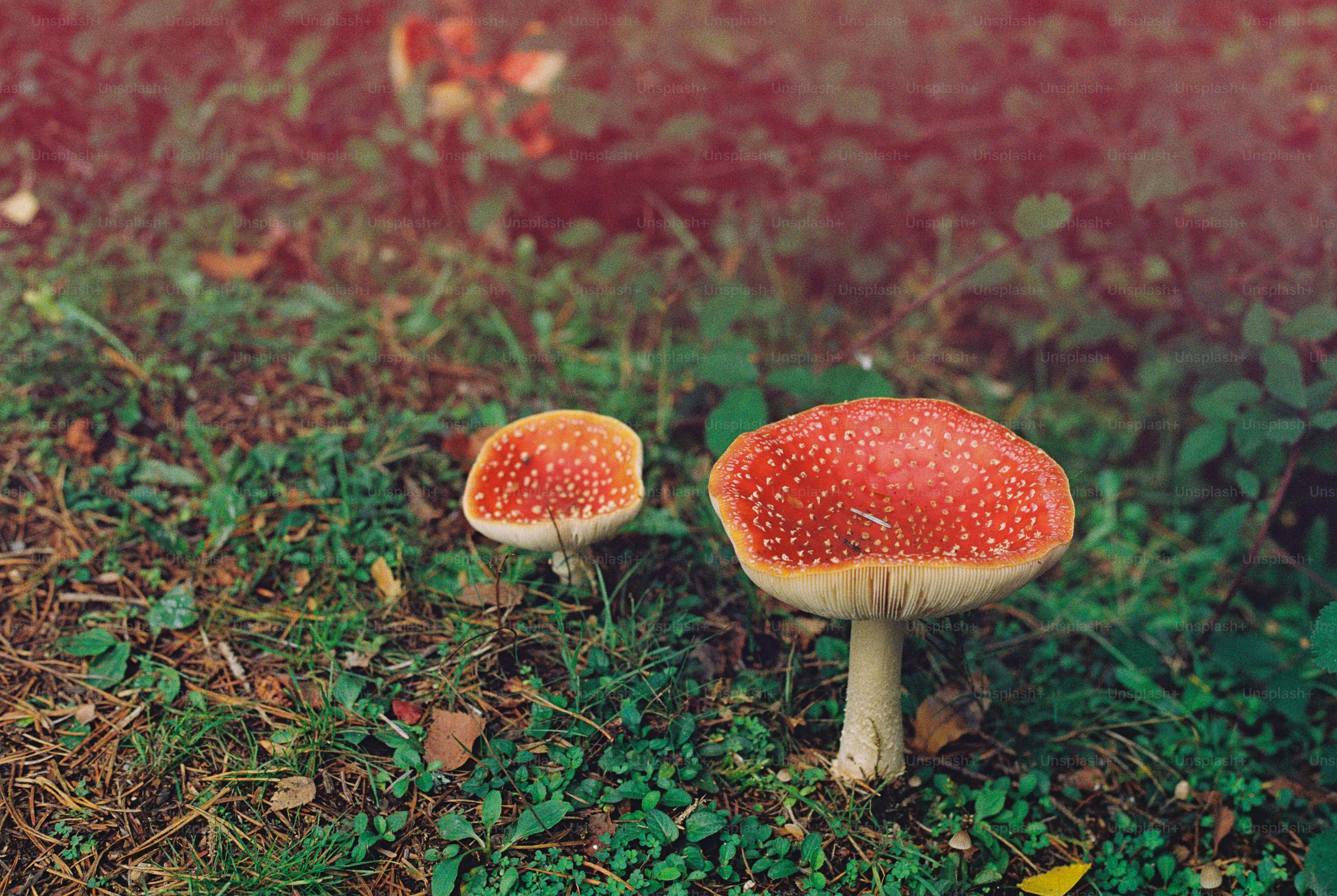 Fly agaric mushrooms in grass - Photo on Unsplash+