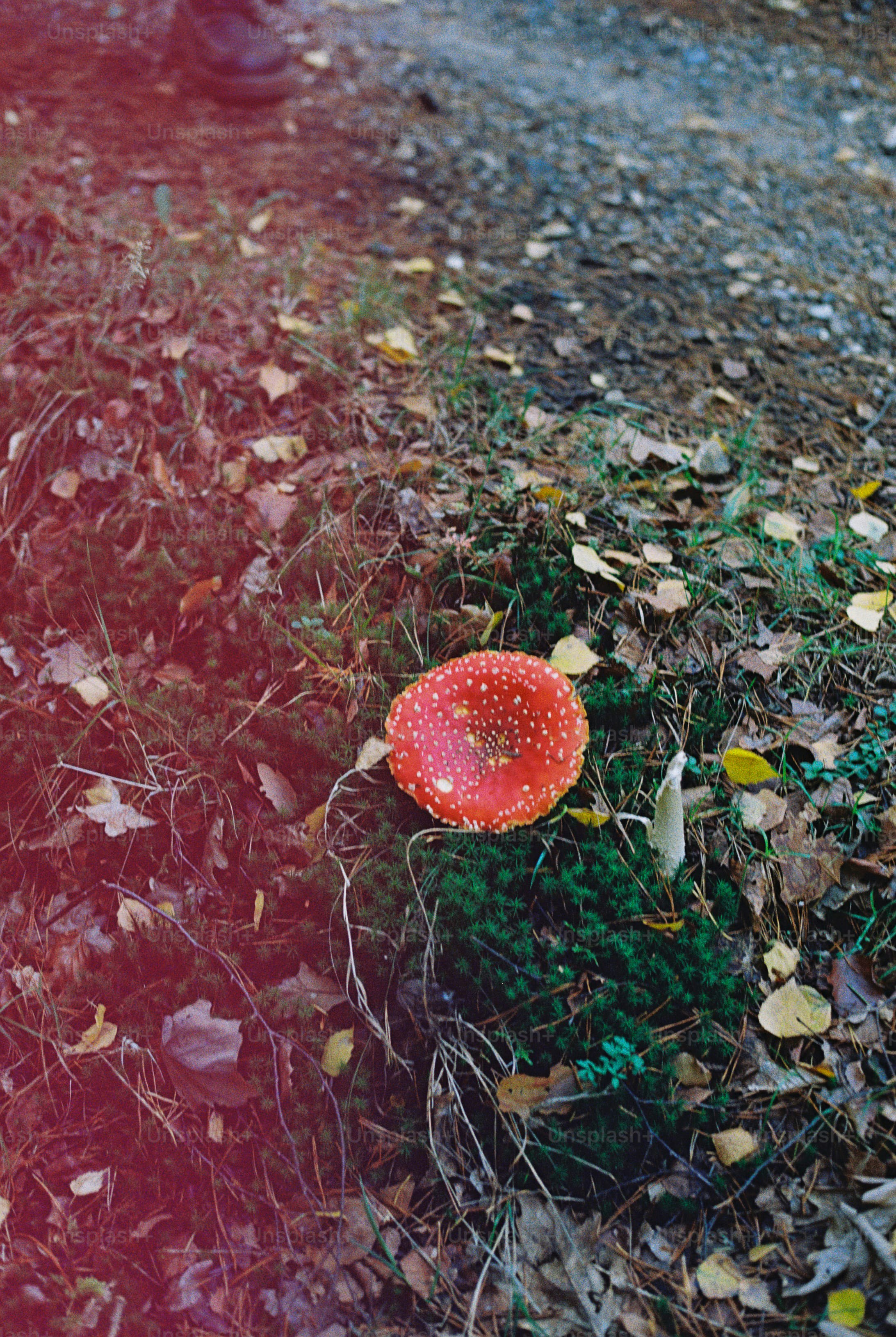 Fly agaric mushrooms in grass - Photo on Unsplash+