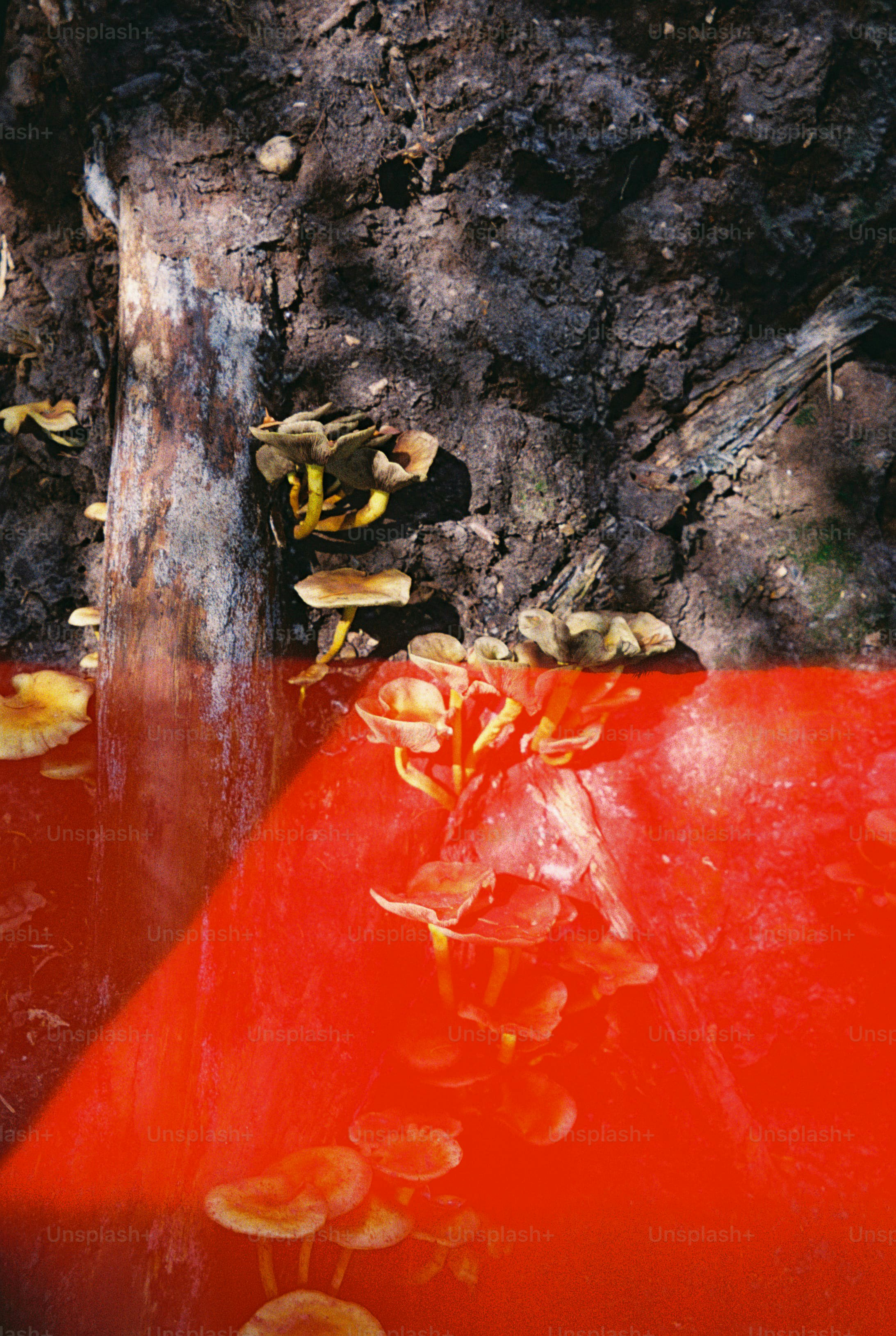 Mushrooms on soil with light leak - Photo on Unsplash+