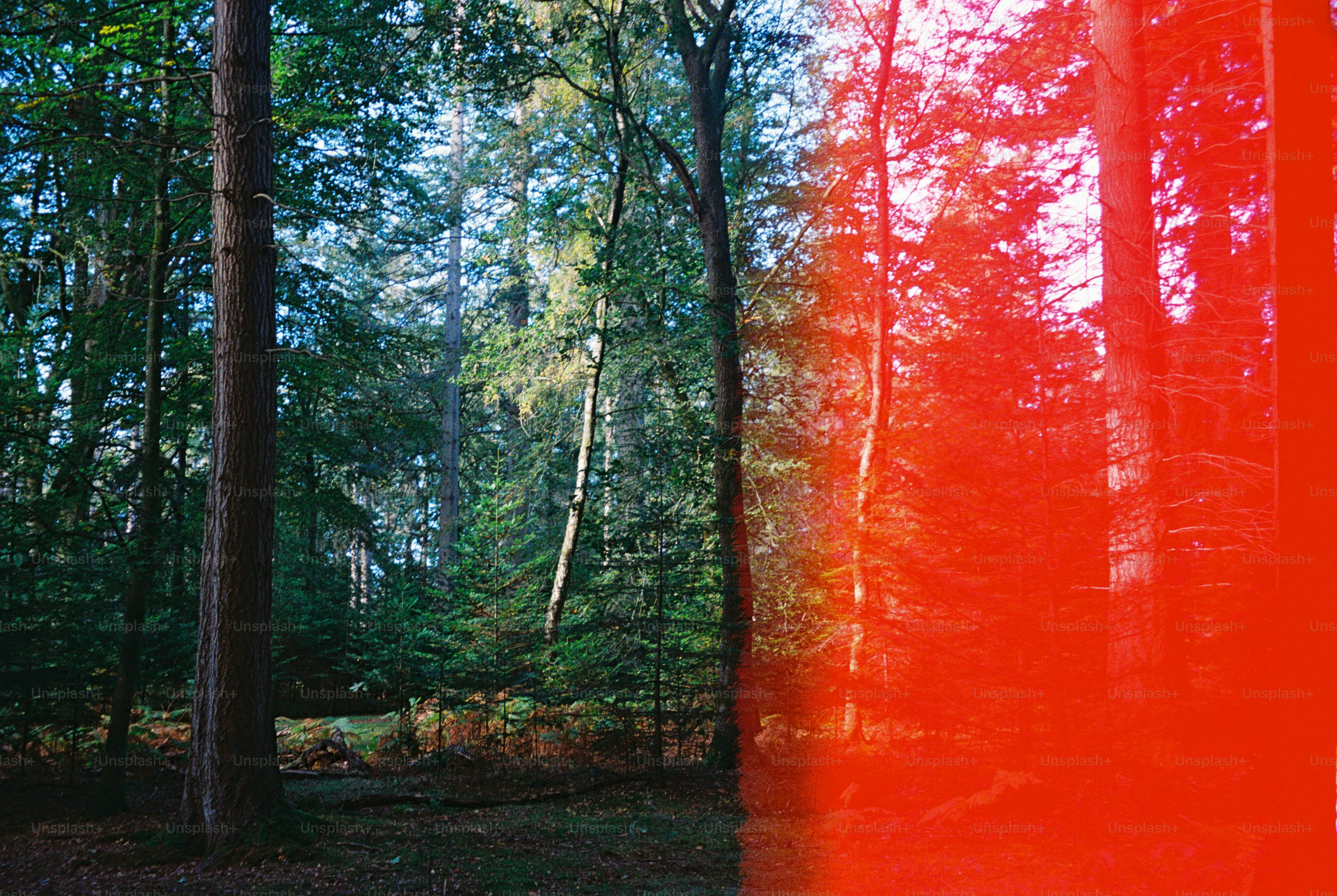 Forest trees with red light leak - Photo on Unsplash+
